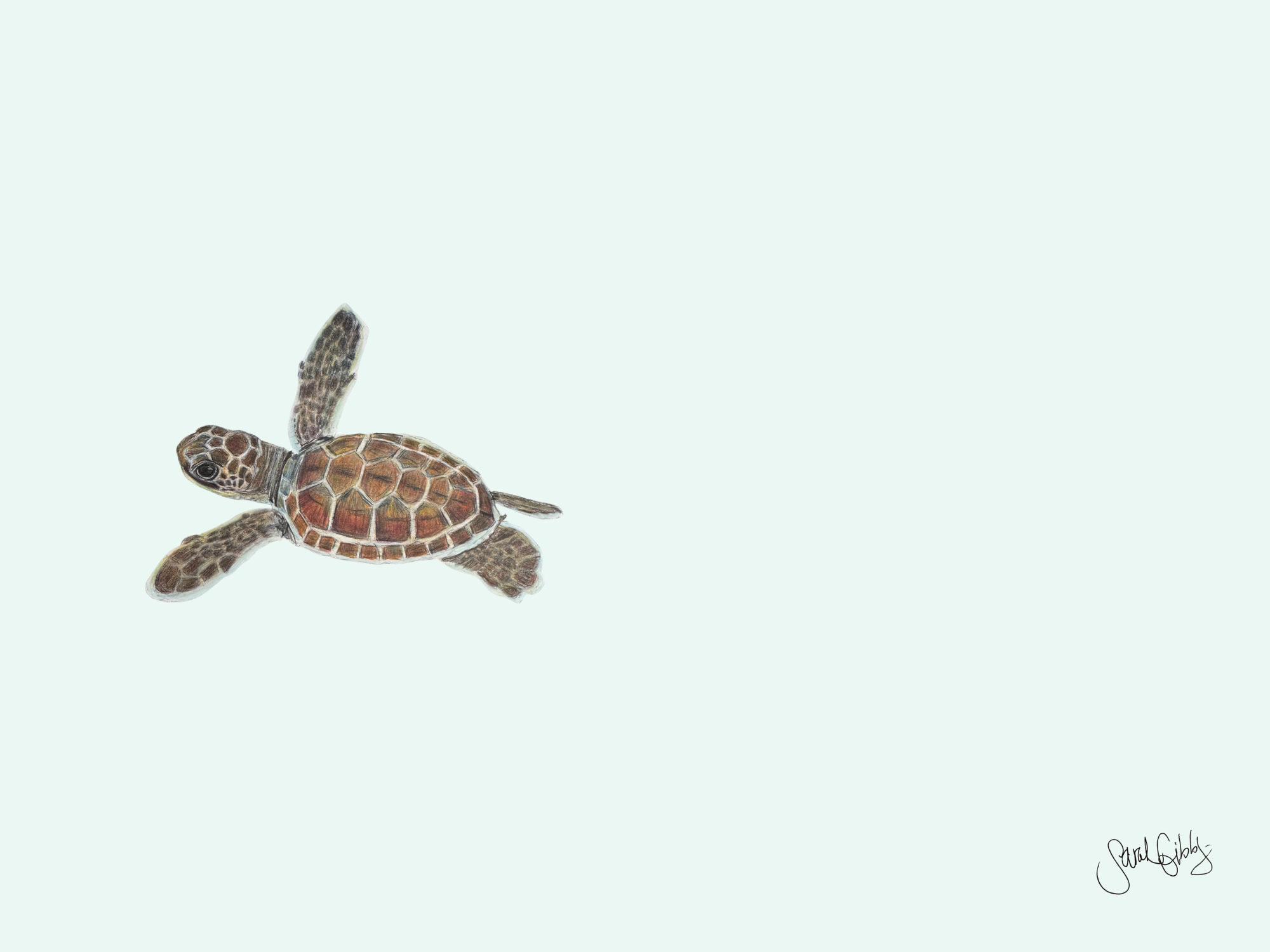 Baby Sea Turtle Universal Thumbnail.png