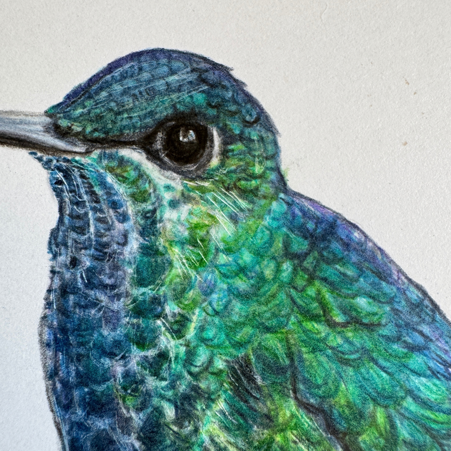pretty hummingbird drawing.png