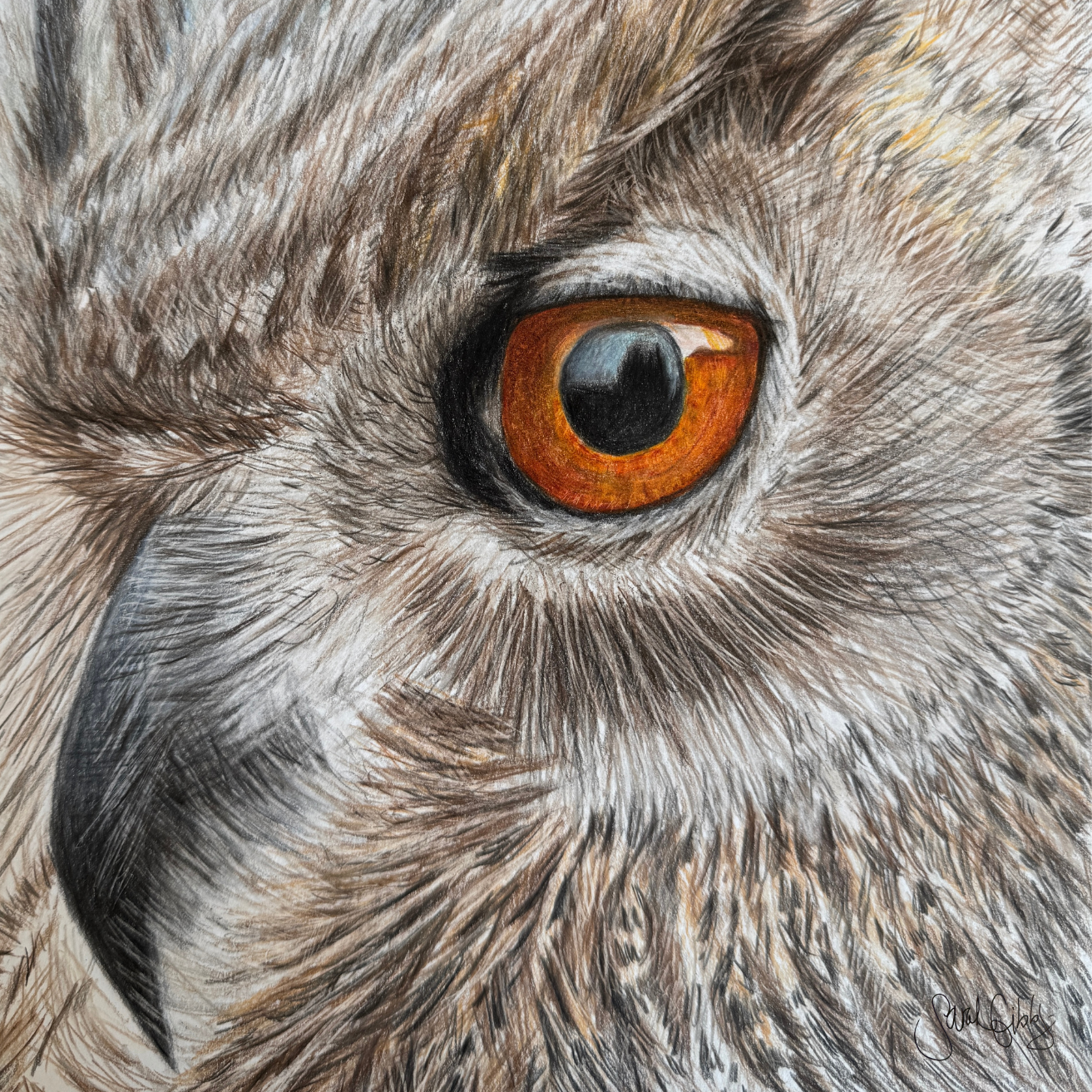 Owl Close Universal Thumbnail.png