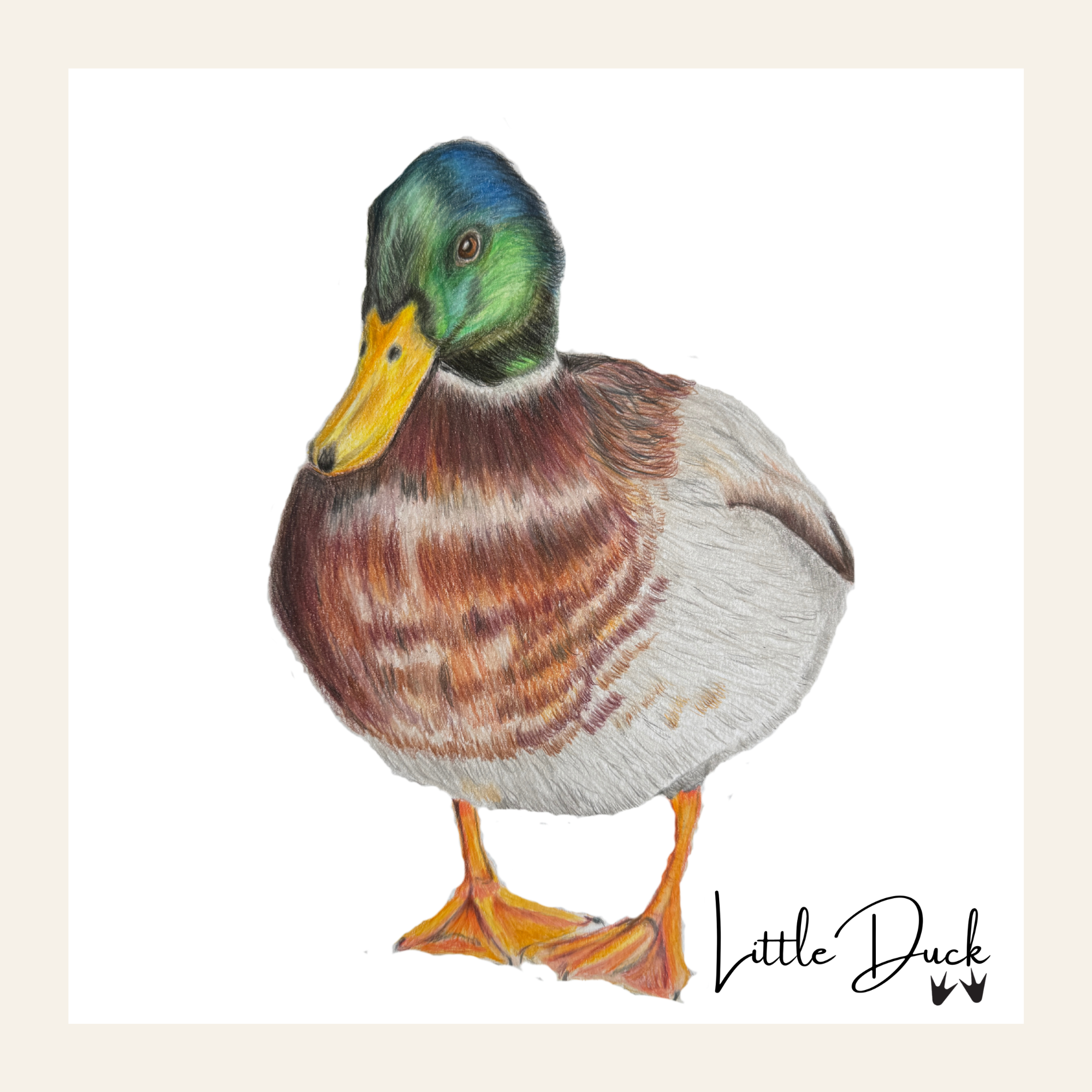 Mallard Duck - Little Print