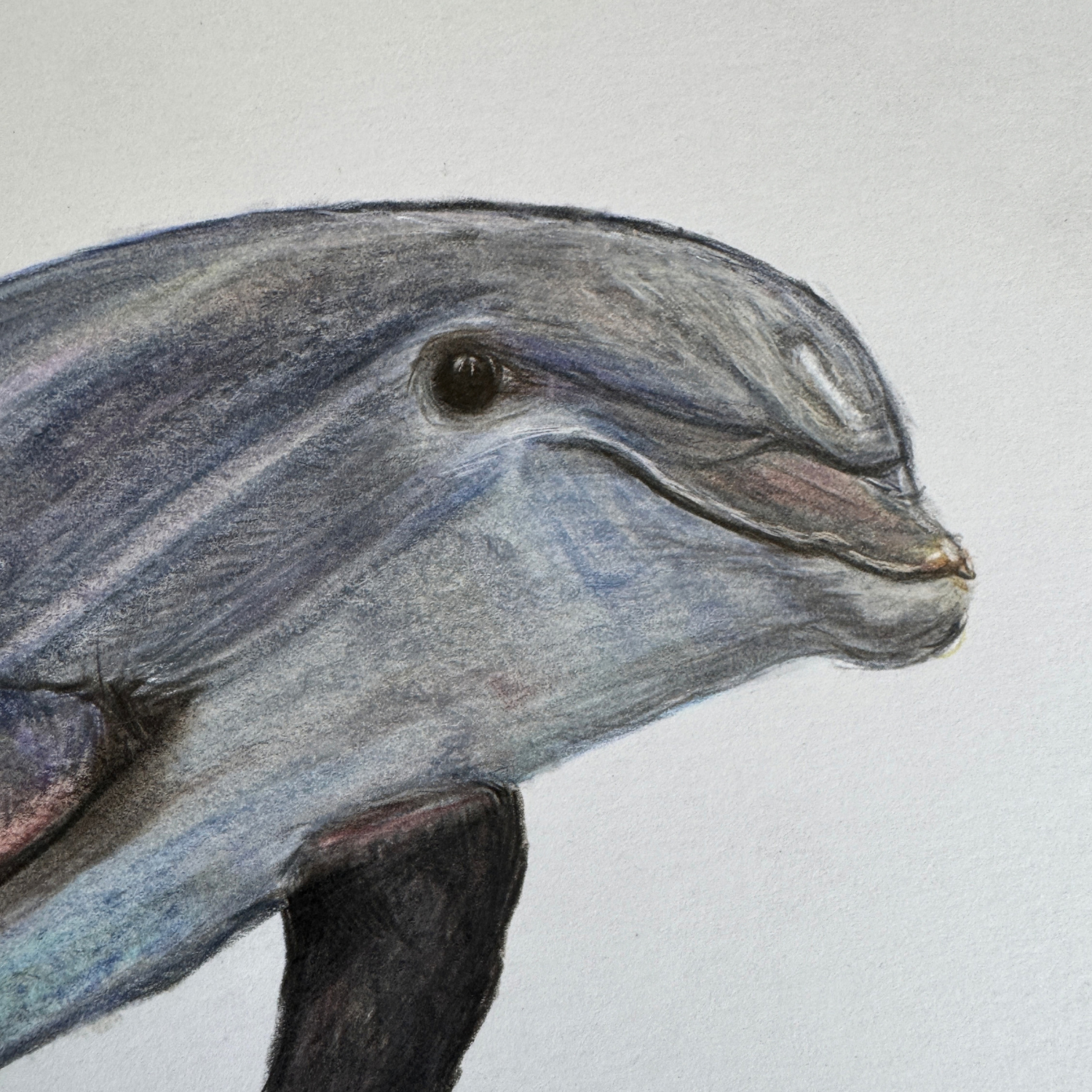 dolphin drawing.png