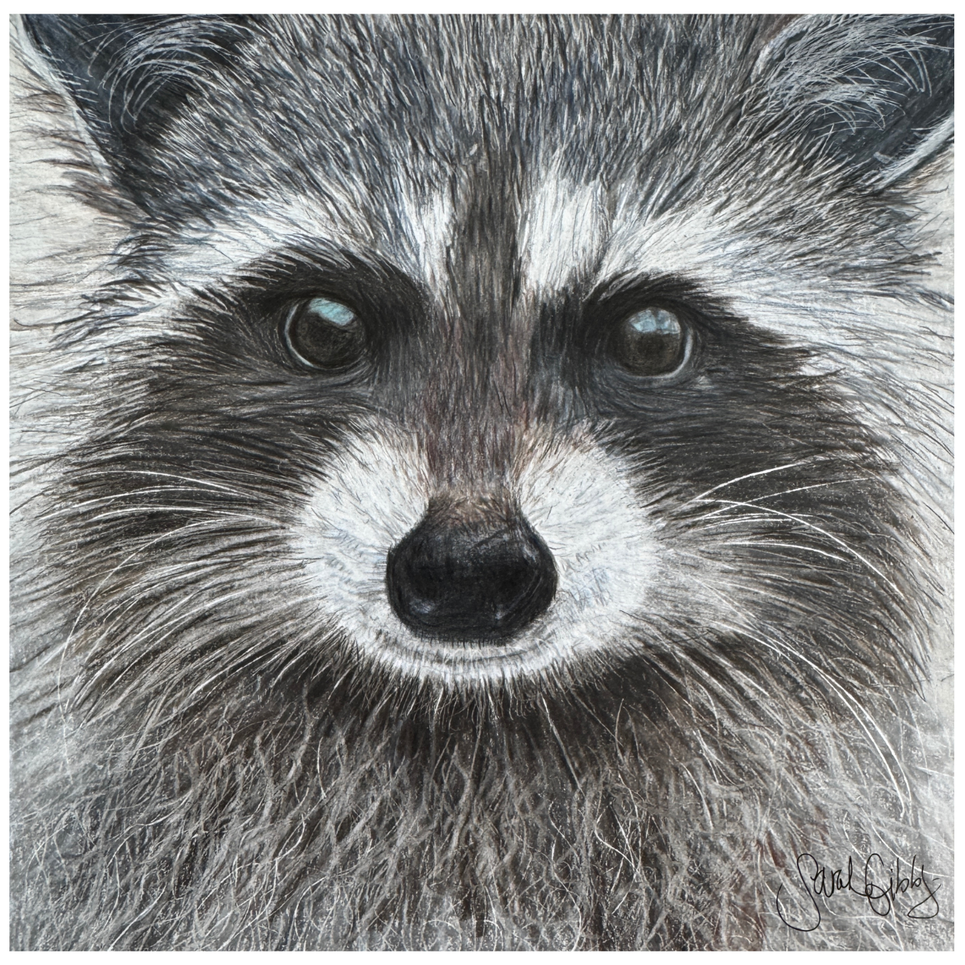 "Happy Coon" Raccoon Art Print - Close Encounter Collection
