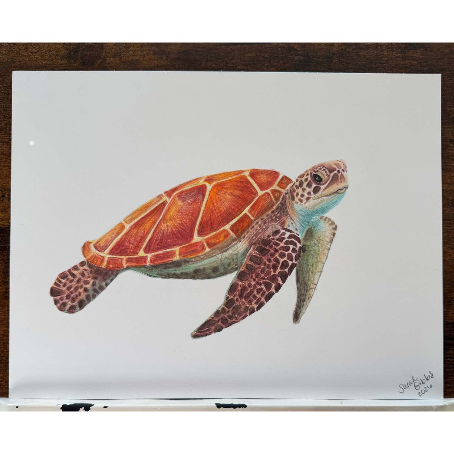 sea turtle .png