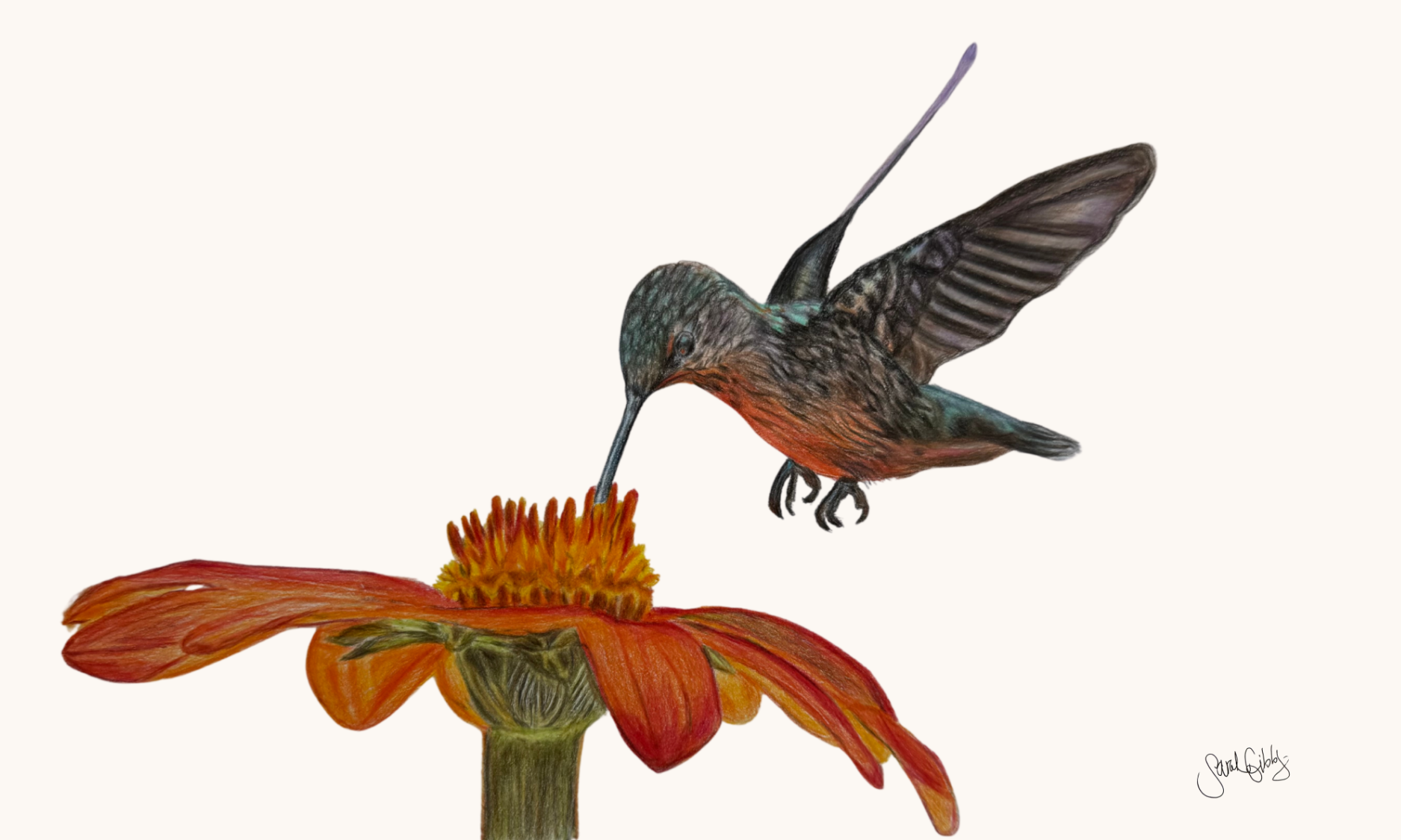 Hummingbird Art Print