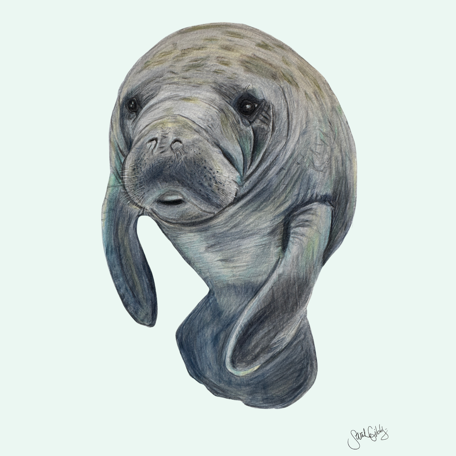 Manatee Universal Thumbnail.png