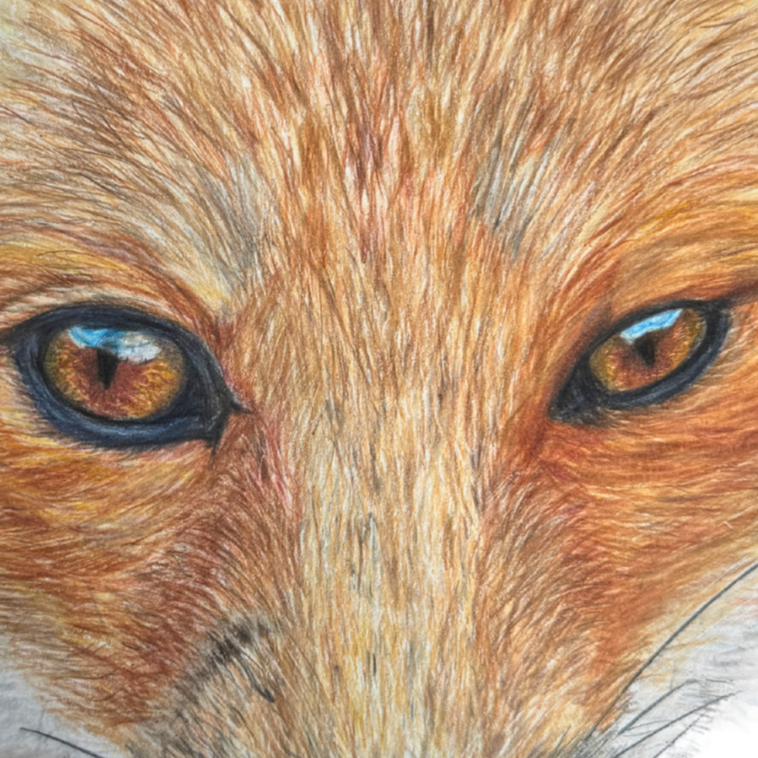 Fox+art+thumbnail.png