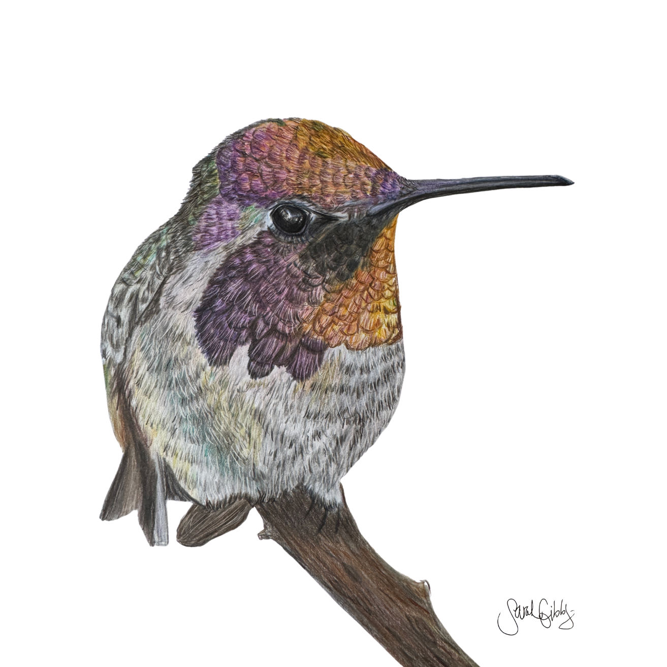 Annas Hummingbird Art Universal Thumbnail.png