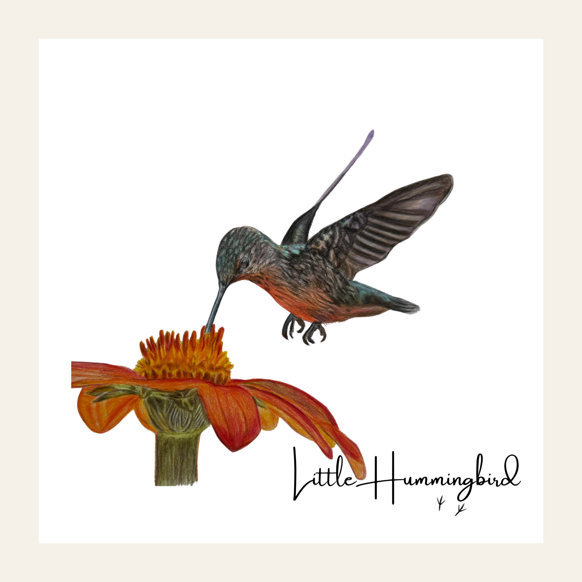 Hummingbird - Little Print