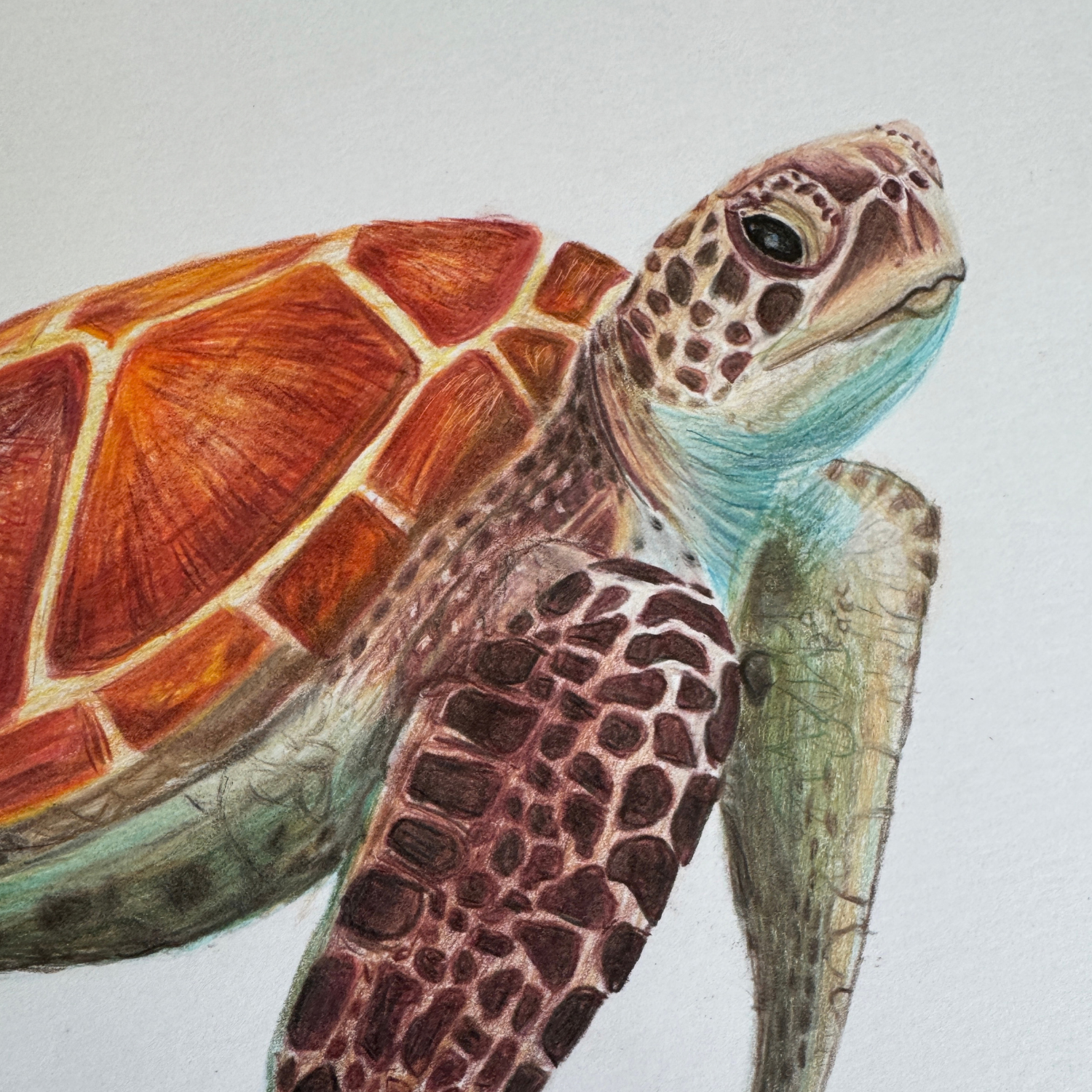 "Shelly" - Sea Turtle - Original Art