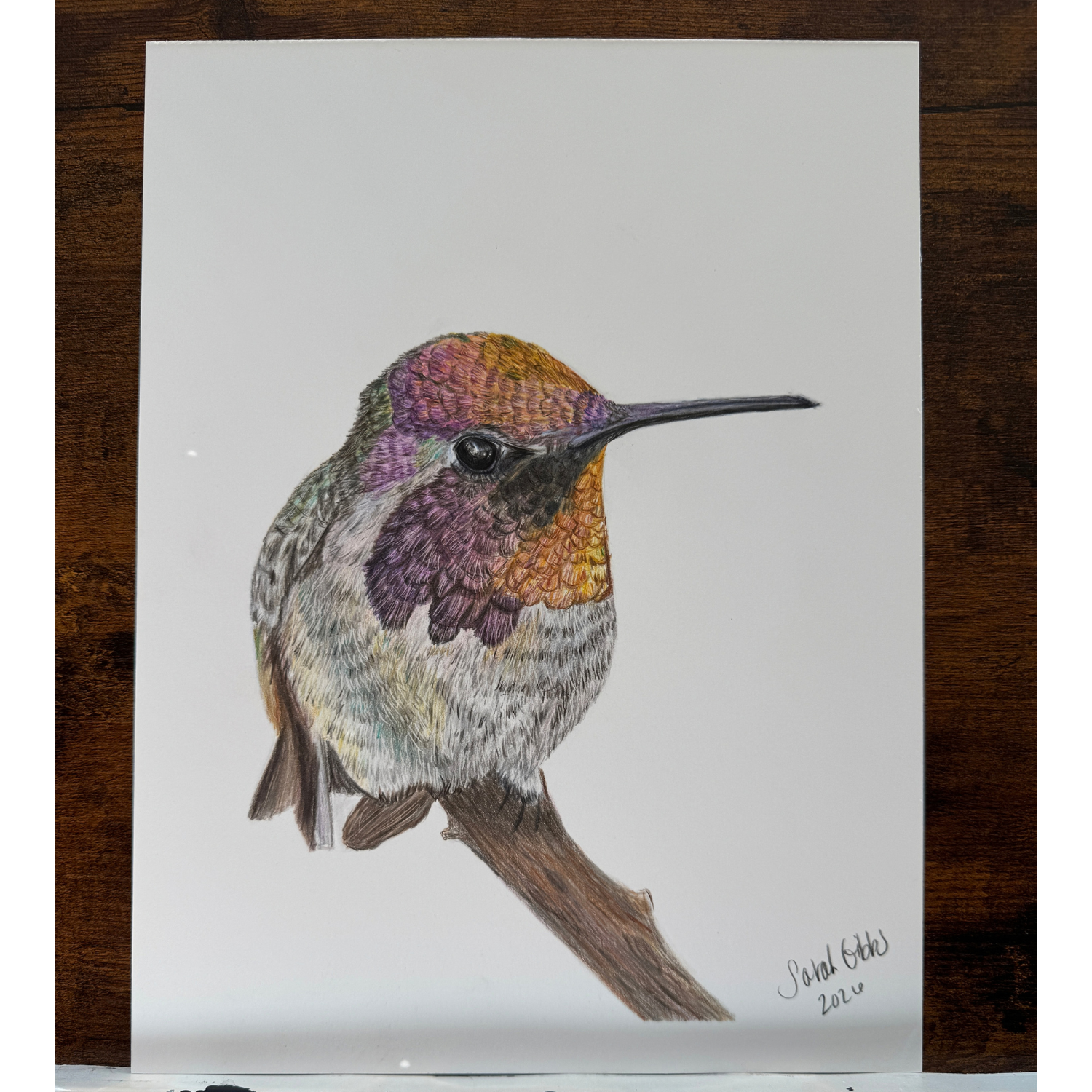 annas hummingbird.png