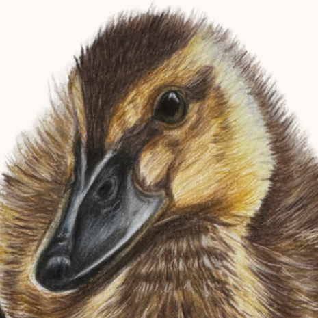 Duckling+Universal+Thumbnail.png