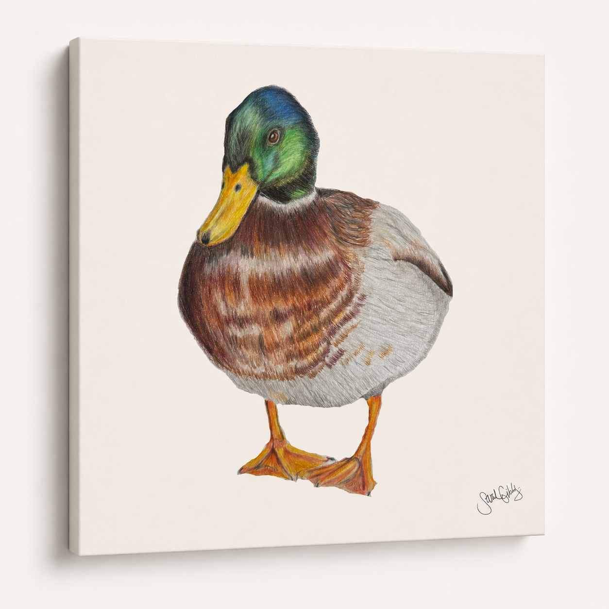 Mallard Duck Canvas