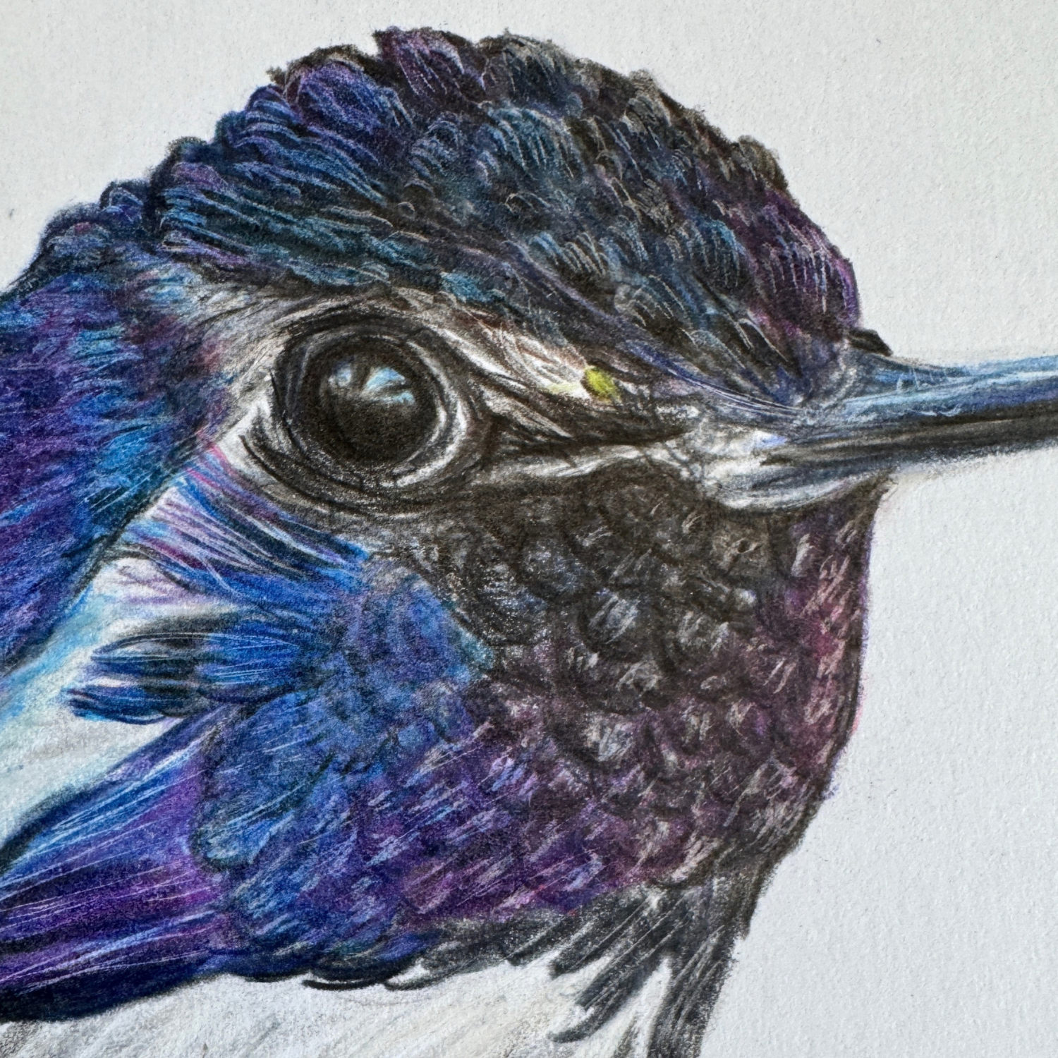 pretty hummingbird art.png (Copy)