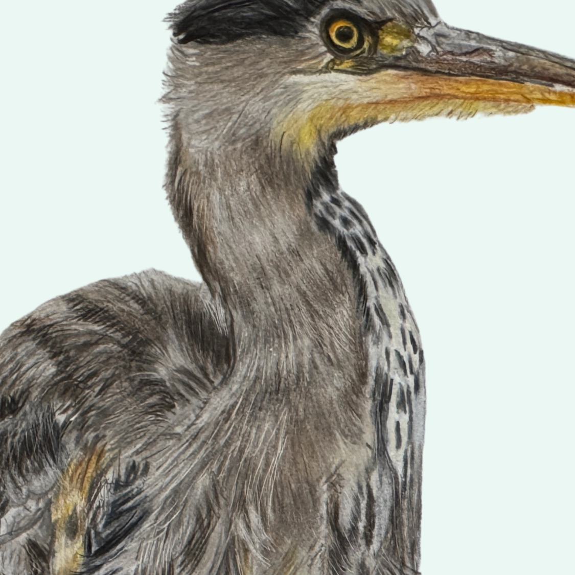 Heron Close up.png