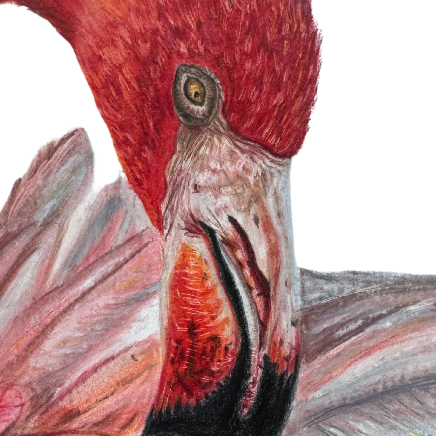 Flamingo Close Up.png