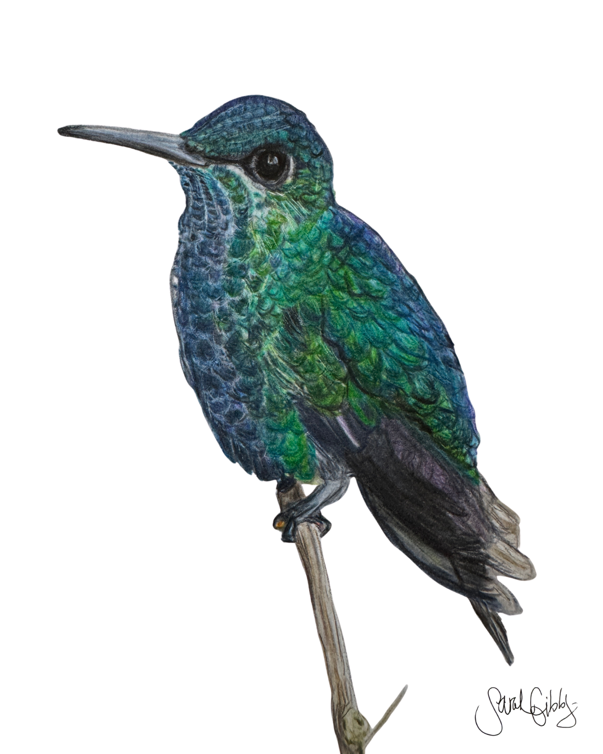 Fabio Green Blue HUmmingbird Print Thumbnail.png