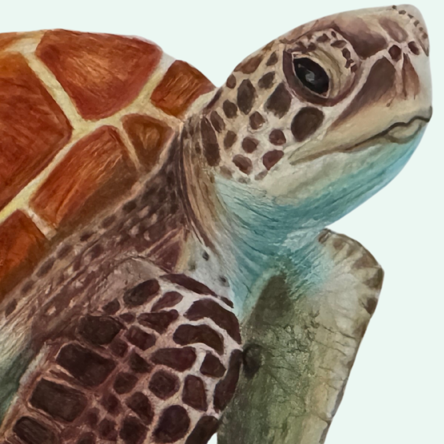 Sea Turtle Close Up.png