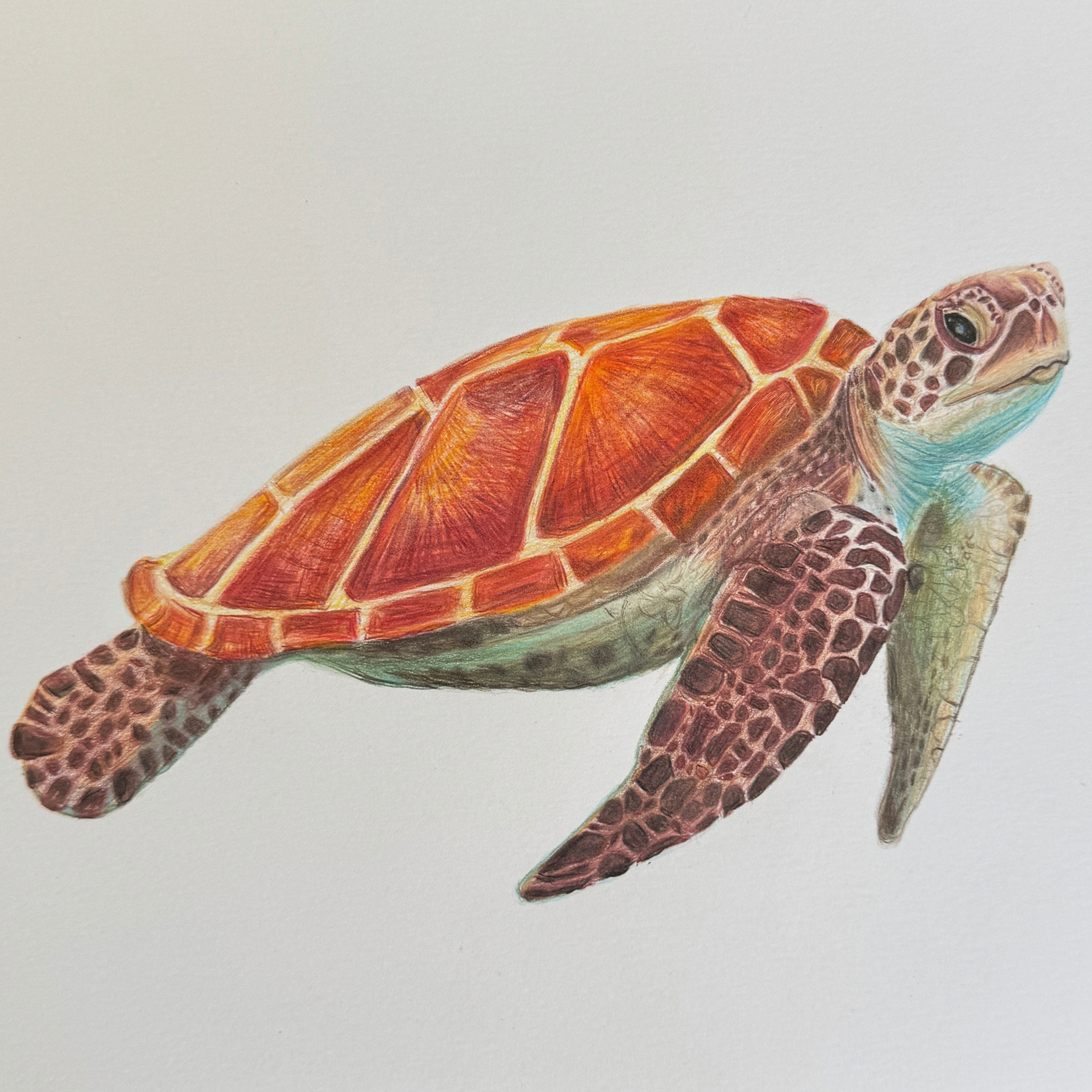 sea turtle art.png