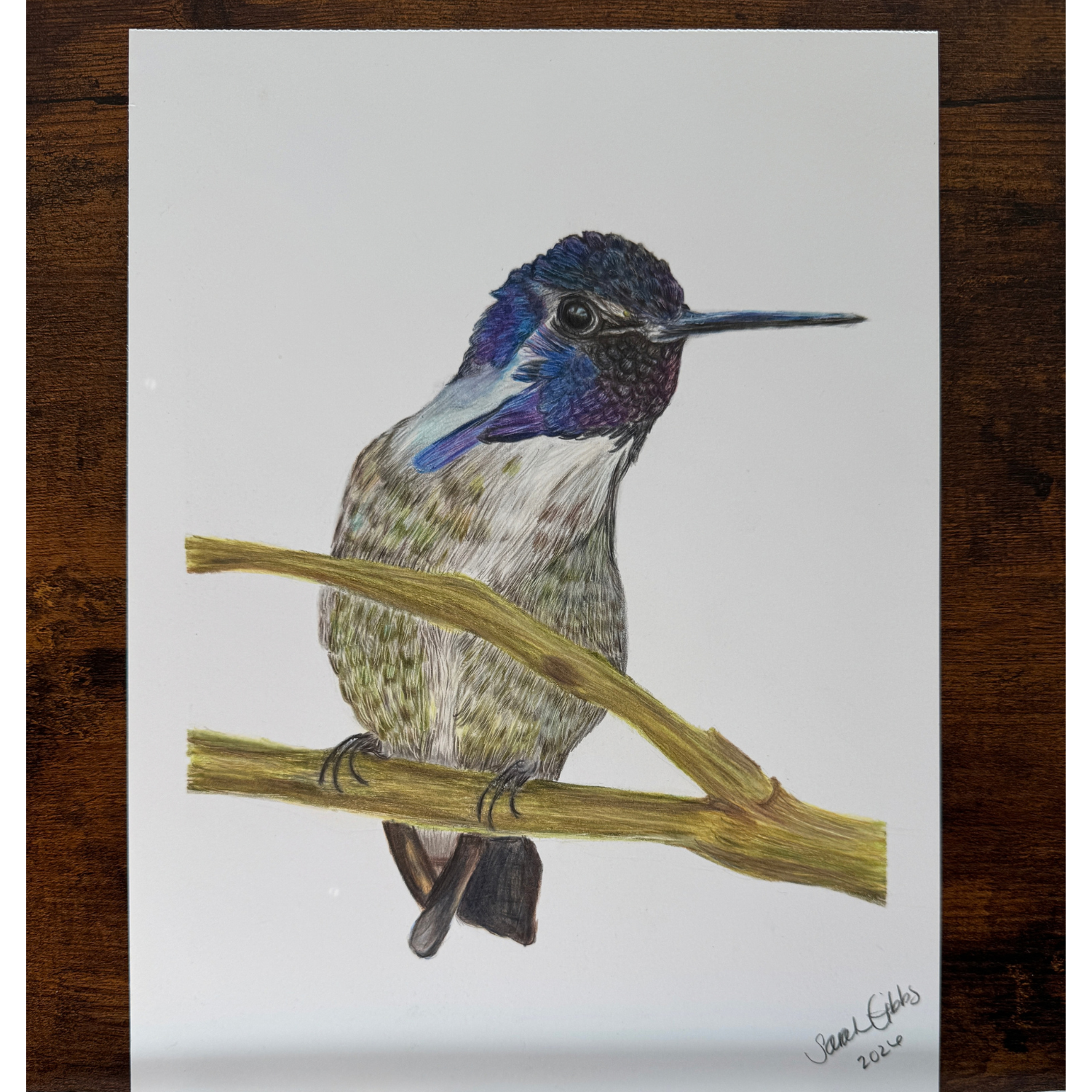 hummingbird art colored pencil.png