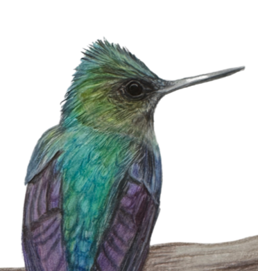 violet tailed sylph hummingbird art