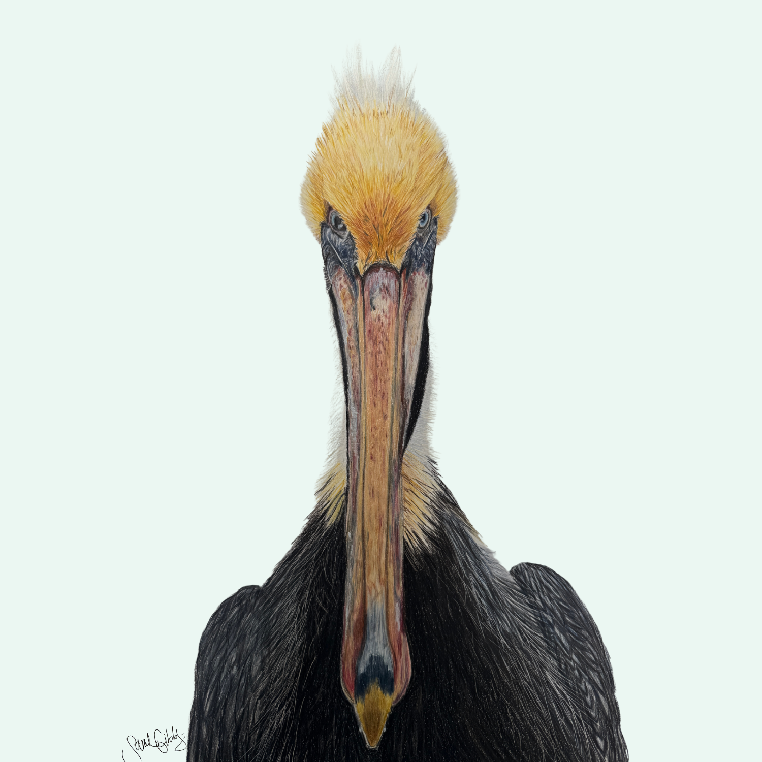 Pelican Art Print