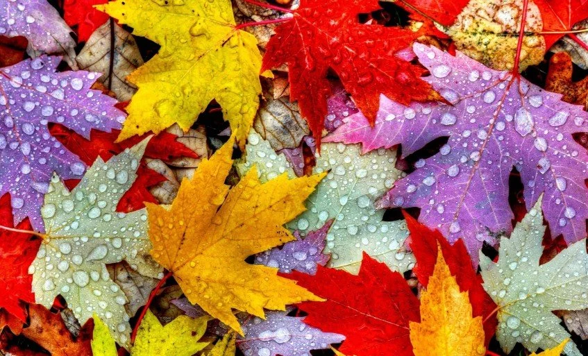 Fall Reading Fun: Seasonal Books That Make Learning Come Alive