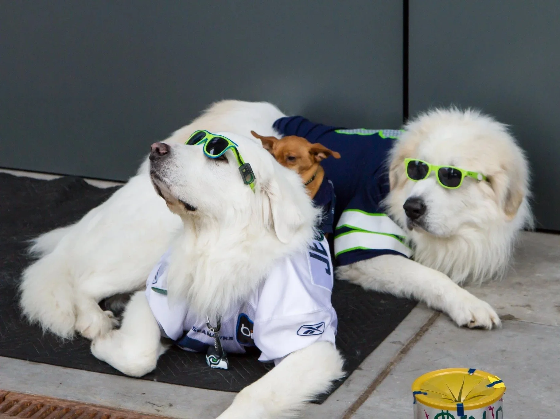 Two Great Pyranees and one small brown dog lay on a doormat, all wearing Seahawks gear, including jerseys and sunglasses.