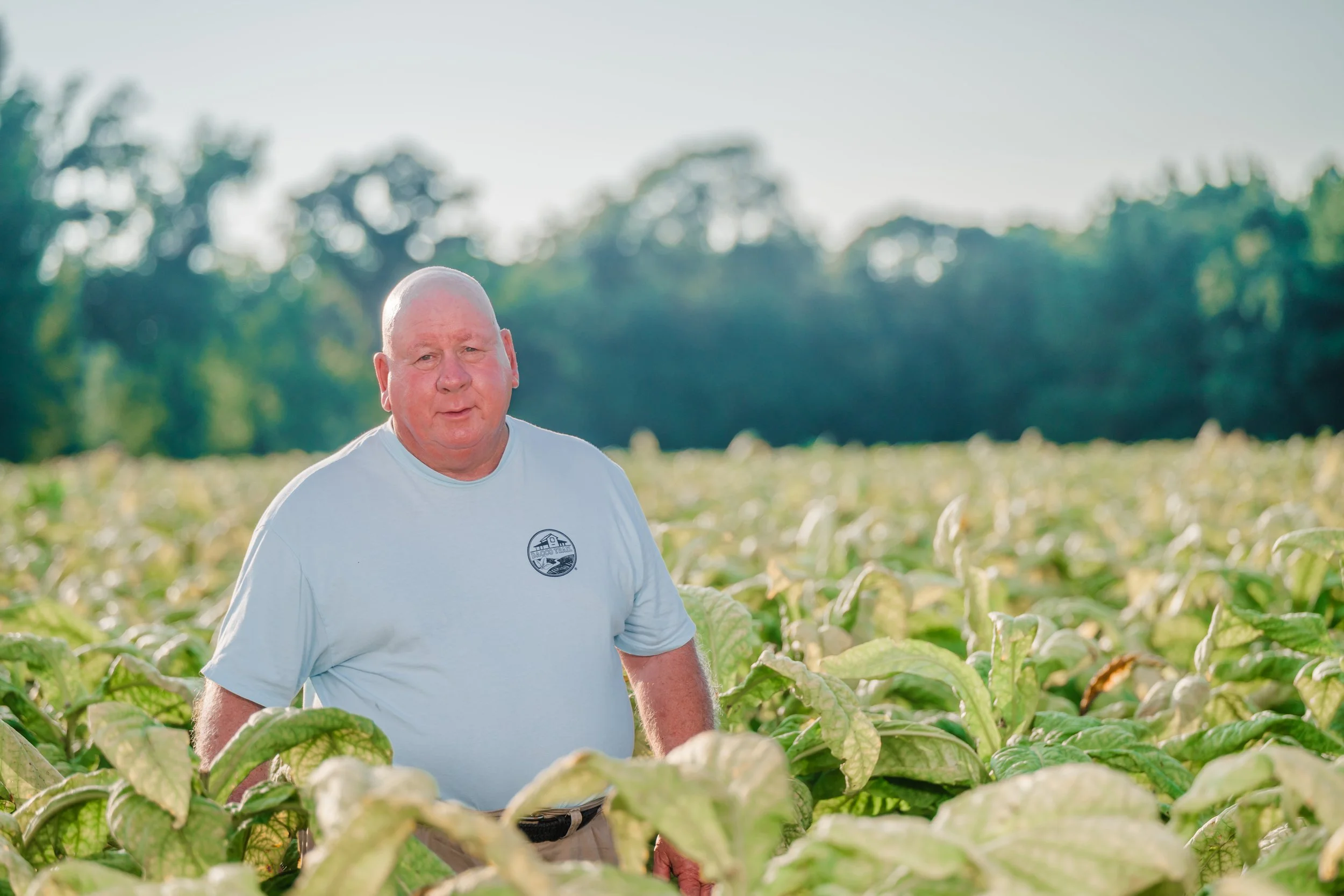 An older man with a bald head standing in a field of green crops on a sunny day.