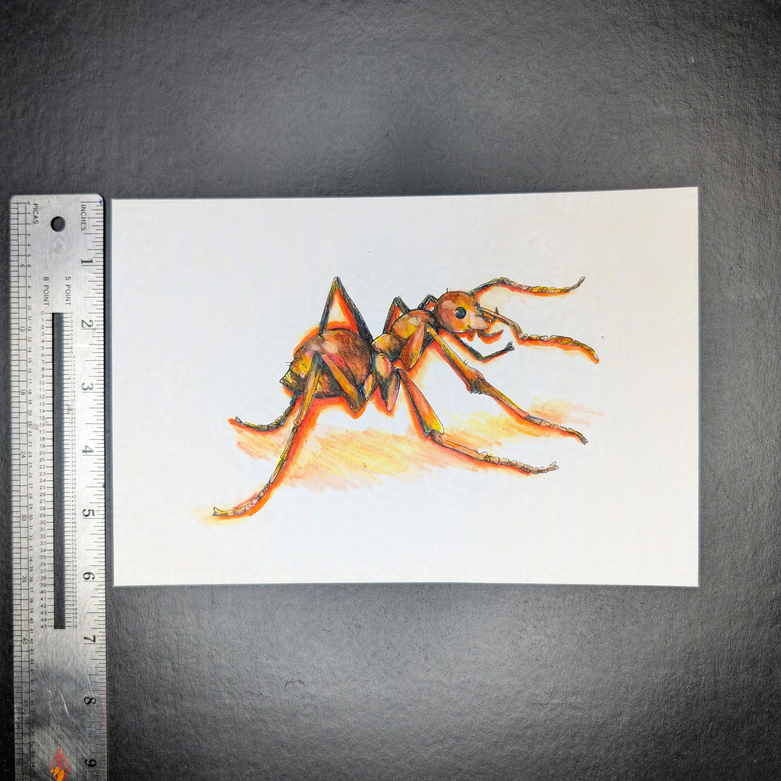Ant_2-protected-intensity-LOW-V2.jpg