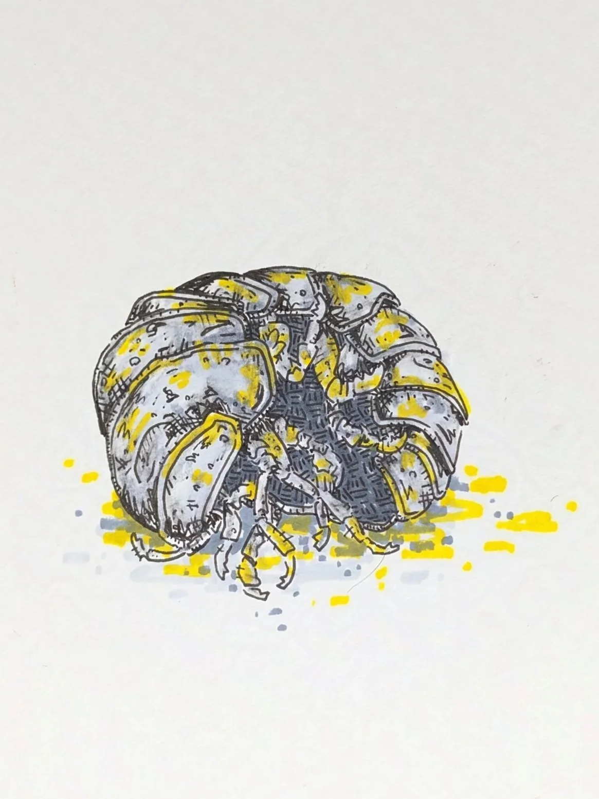 Roly Poly at Rest