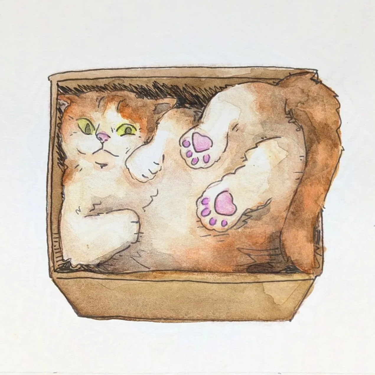 Cat in a Box