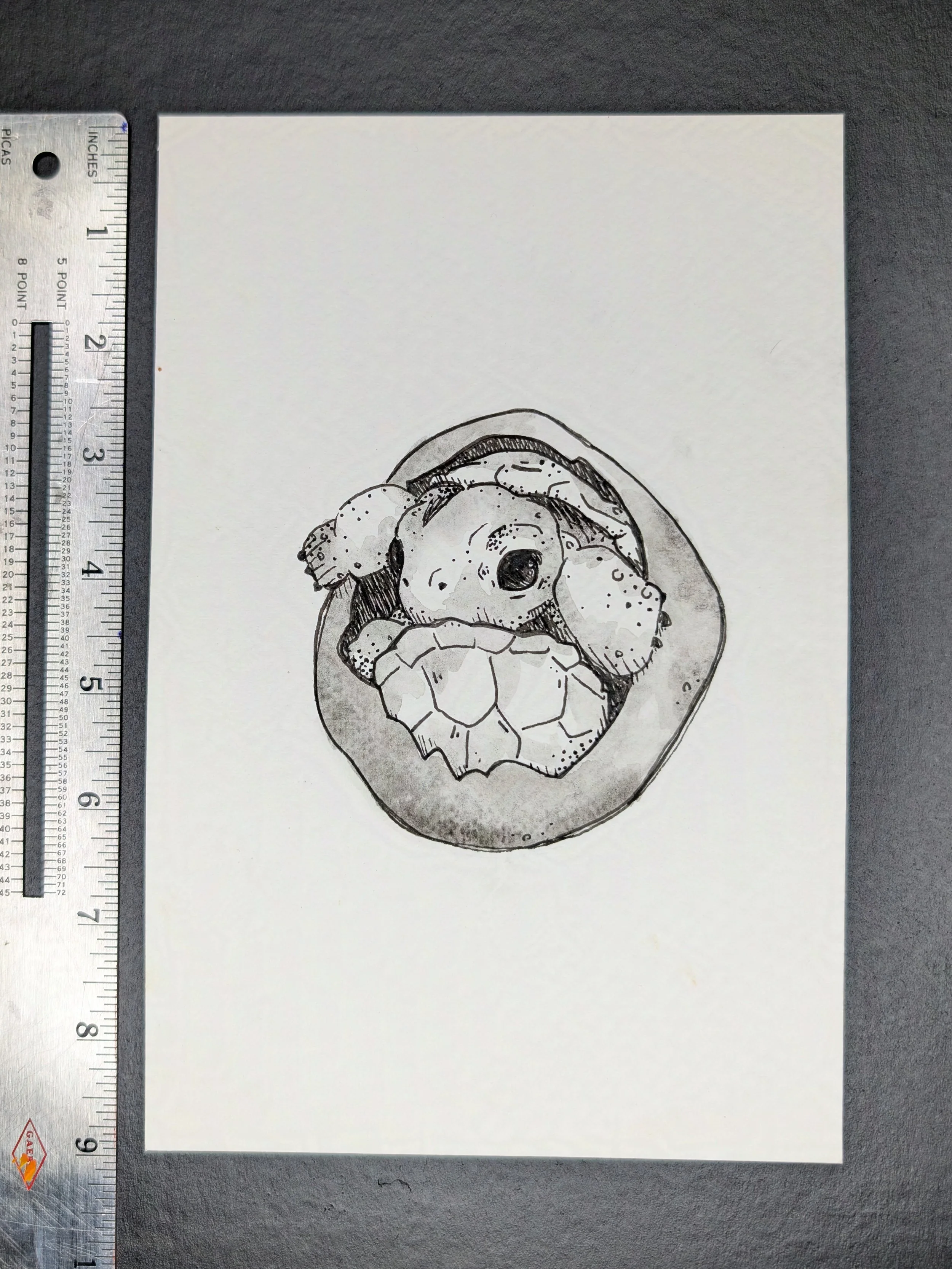 Turtle_2-protected-intensity-LOW-V2.jpg