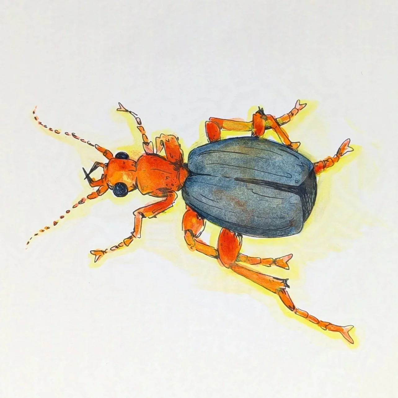 Bombardier Beetle
