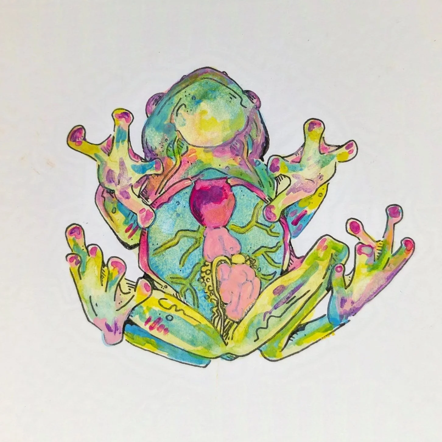 Glass Frog from Below