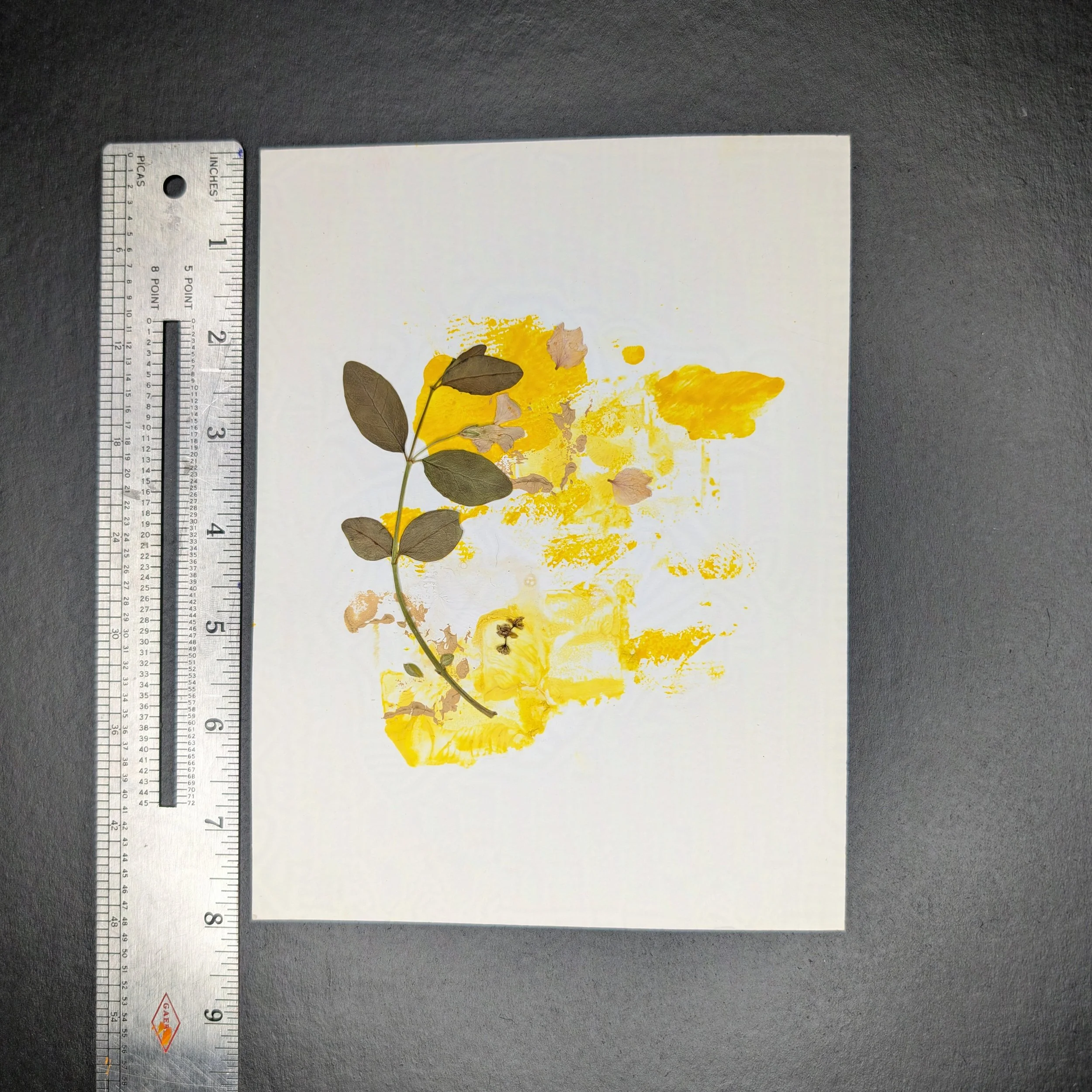 Yellow_4-protected-intensity-LOW-V2.jpg