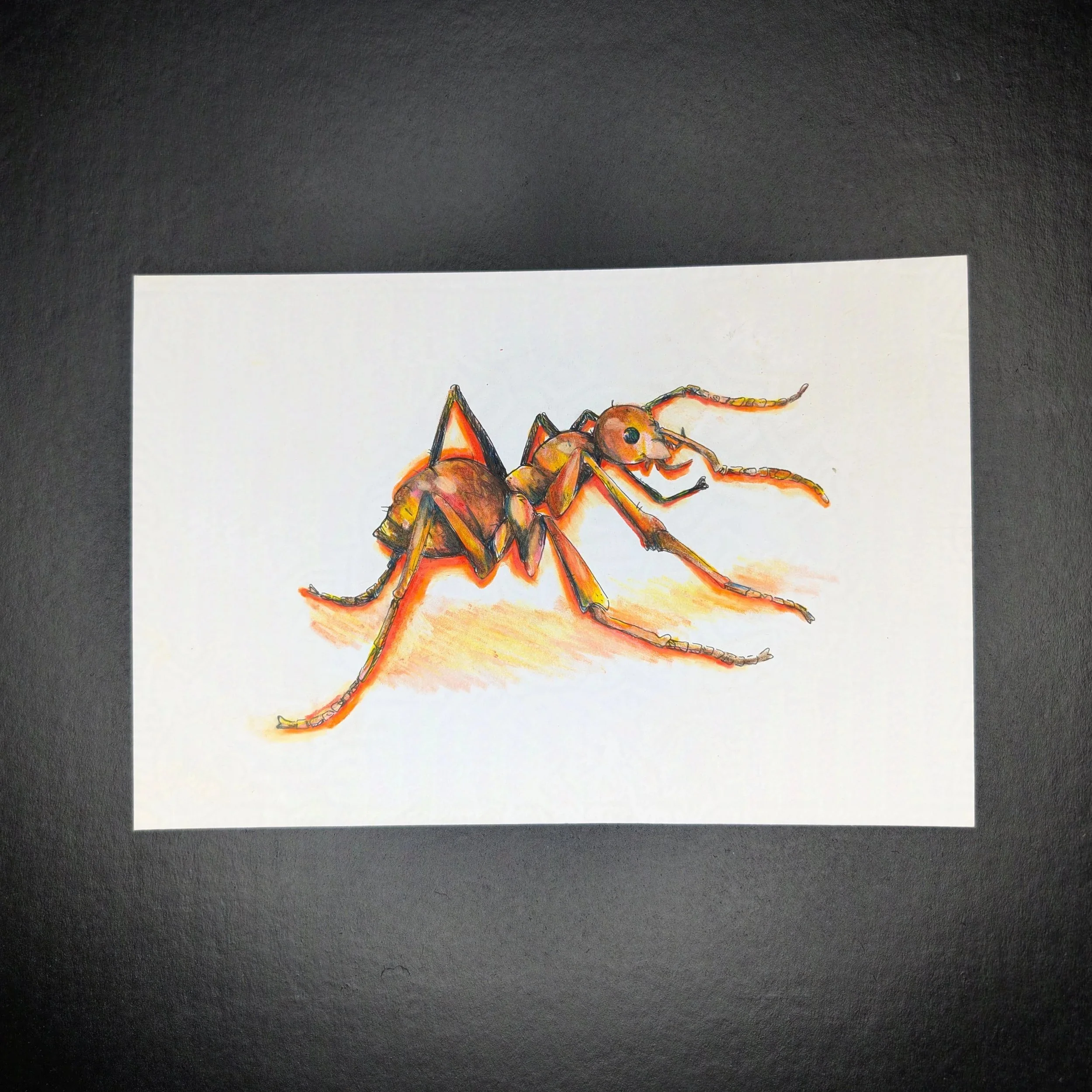 Ant_1-protected-intensity-LOW-V2.jpg