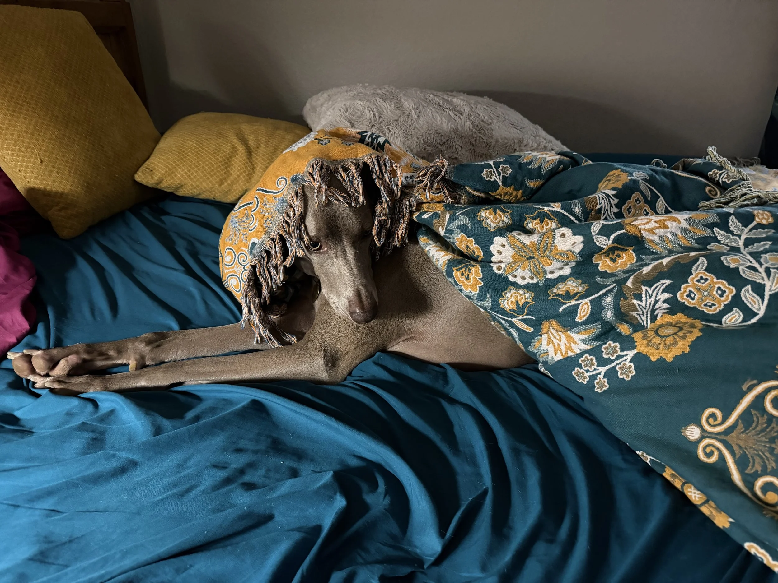 A dog lying on a bed covered with colorful blankets and pillows, partially covered by a patterned blanket.