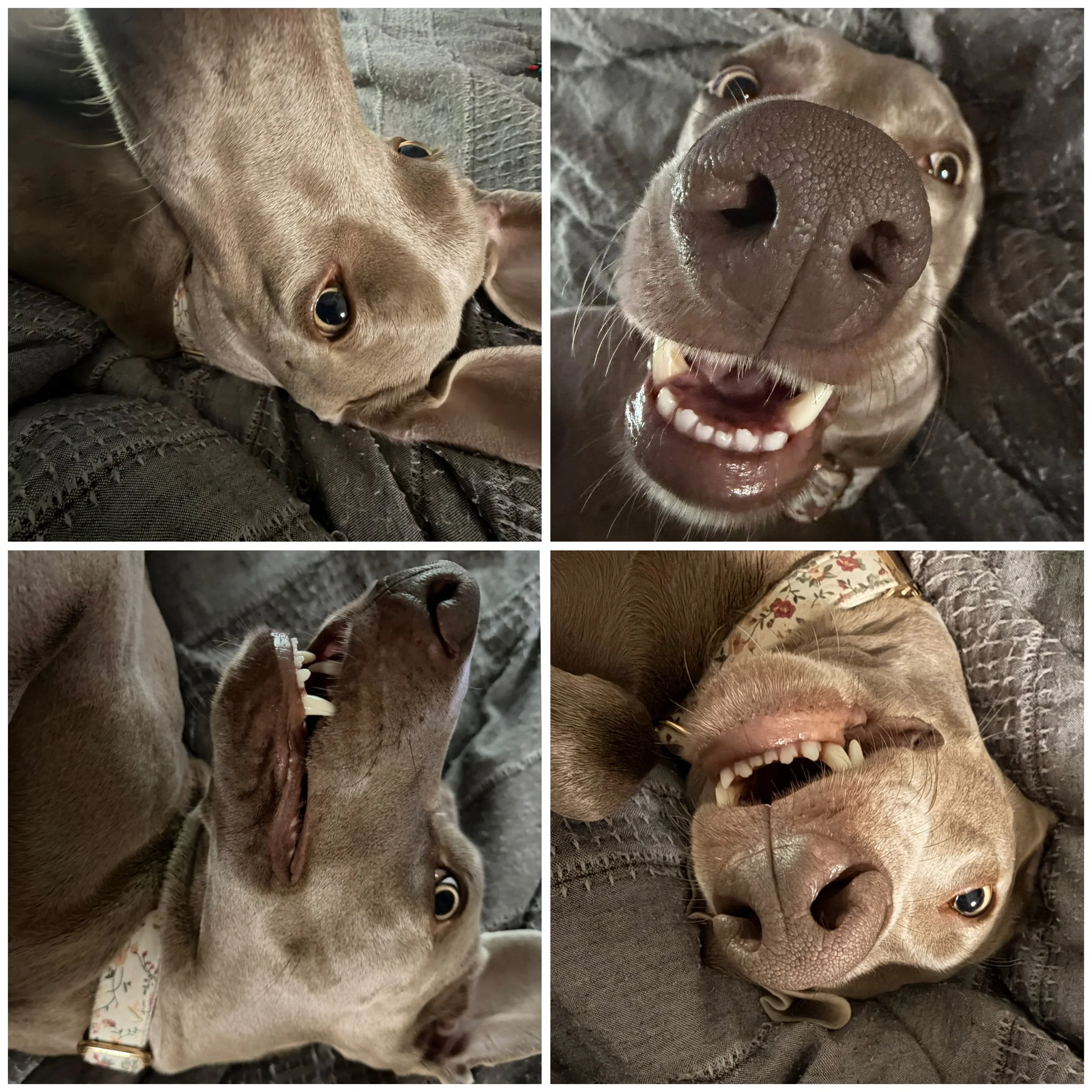 four photos of a happy grey dog with a wide nose, lying on a textured surface, looking up with big, expressive eyes and showing teeth in a smile.