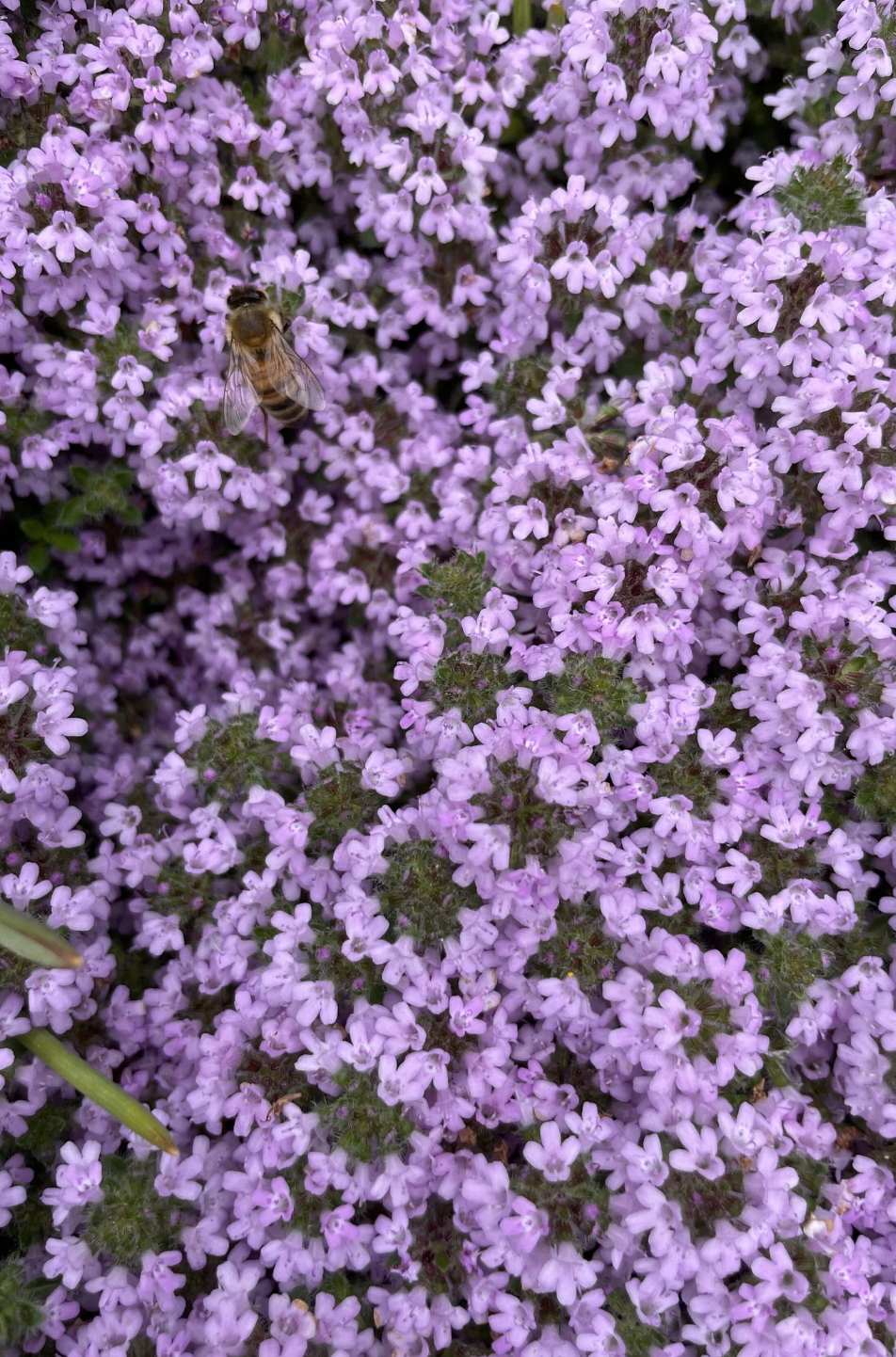 BEE Gracious