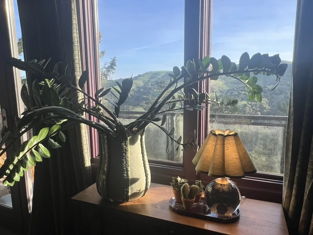A decorative plant with large dark green leaves in a white and green striped vase, placed on a wooden table next to a lamp with a beige shade and small cacti in pots, set in front of a large window showing green hills and a blue sky outside.