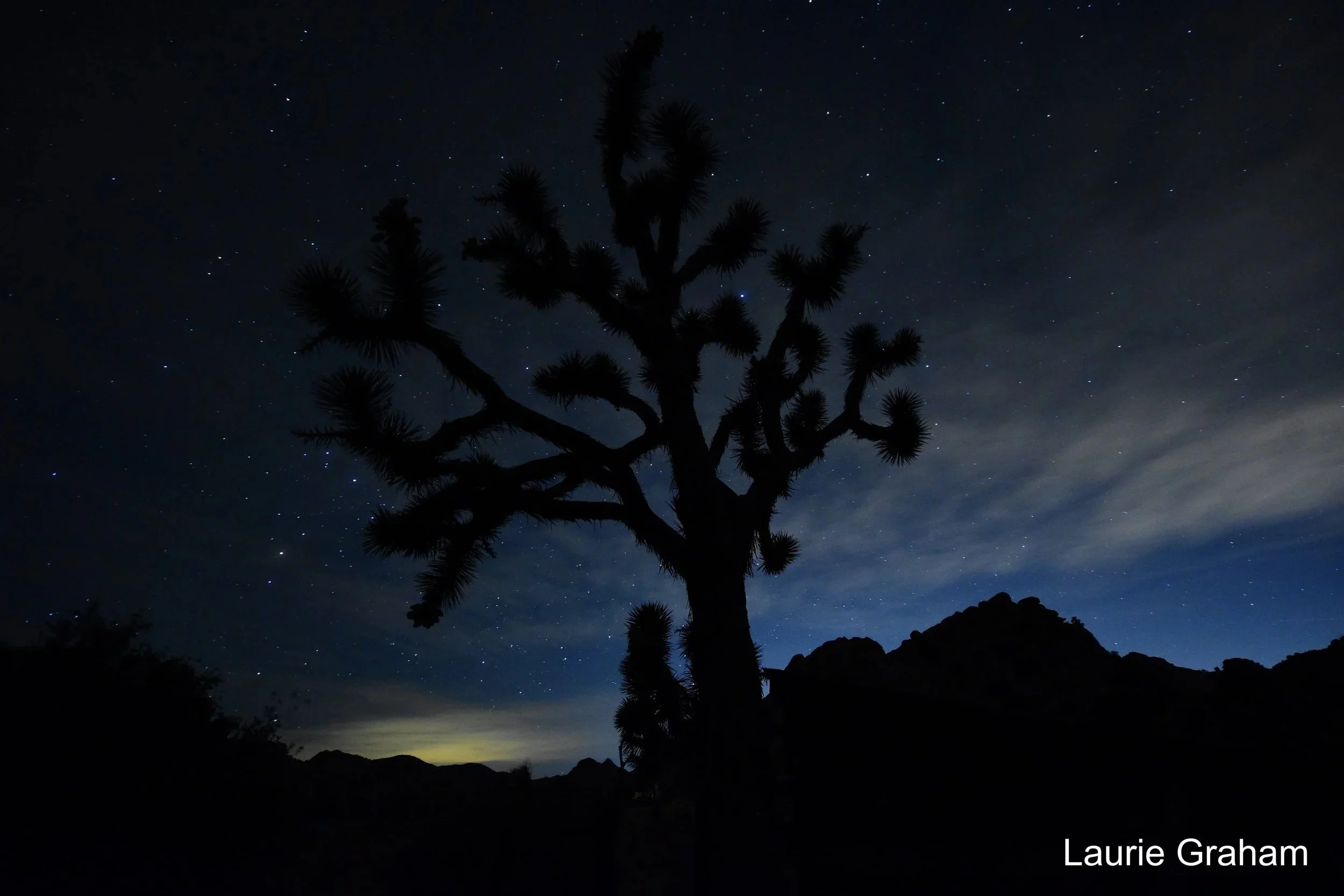 Big+Joshua+Tree+signed+comp.jpg