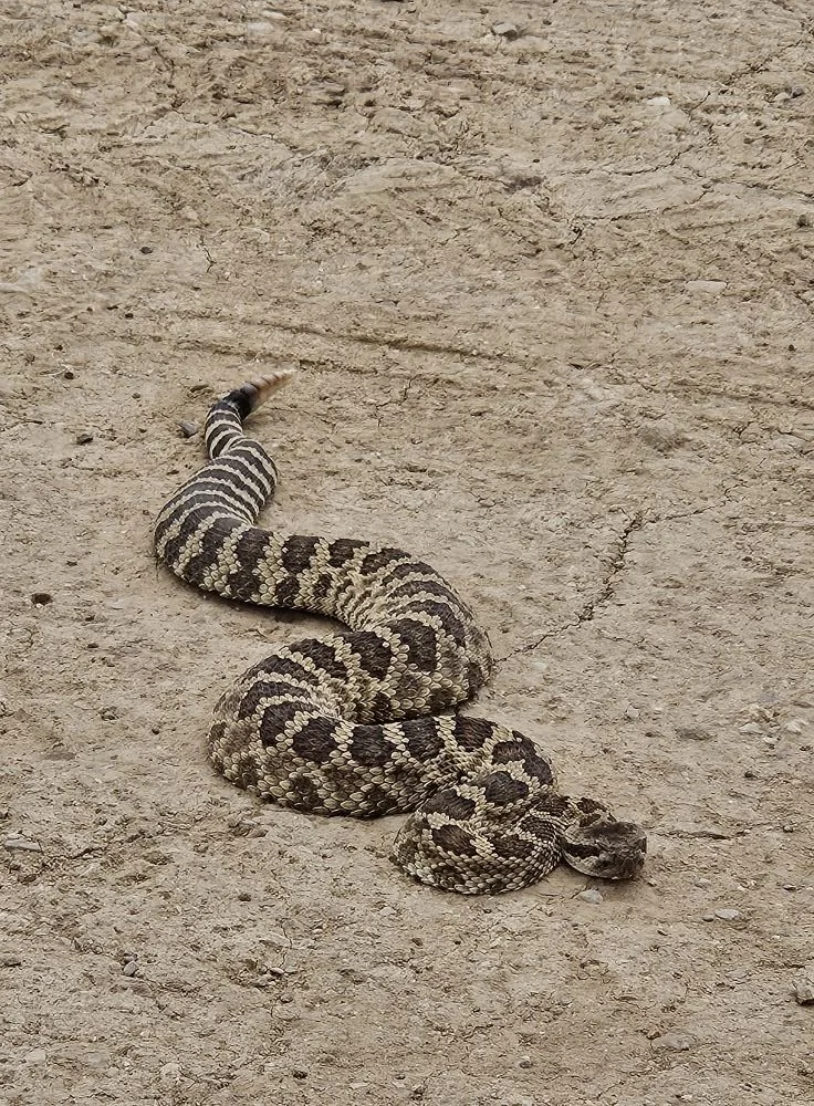 Wildlife