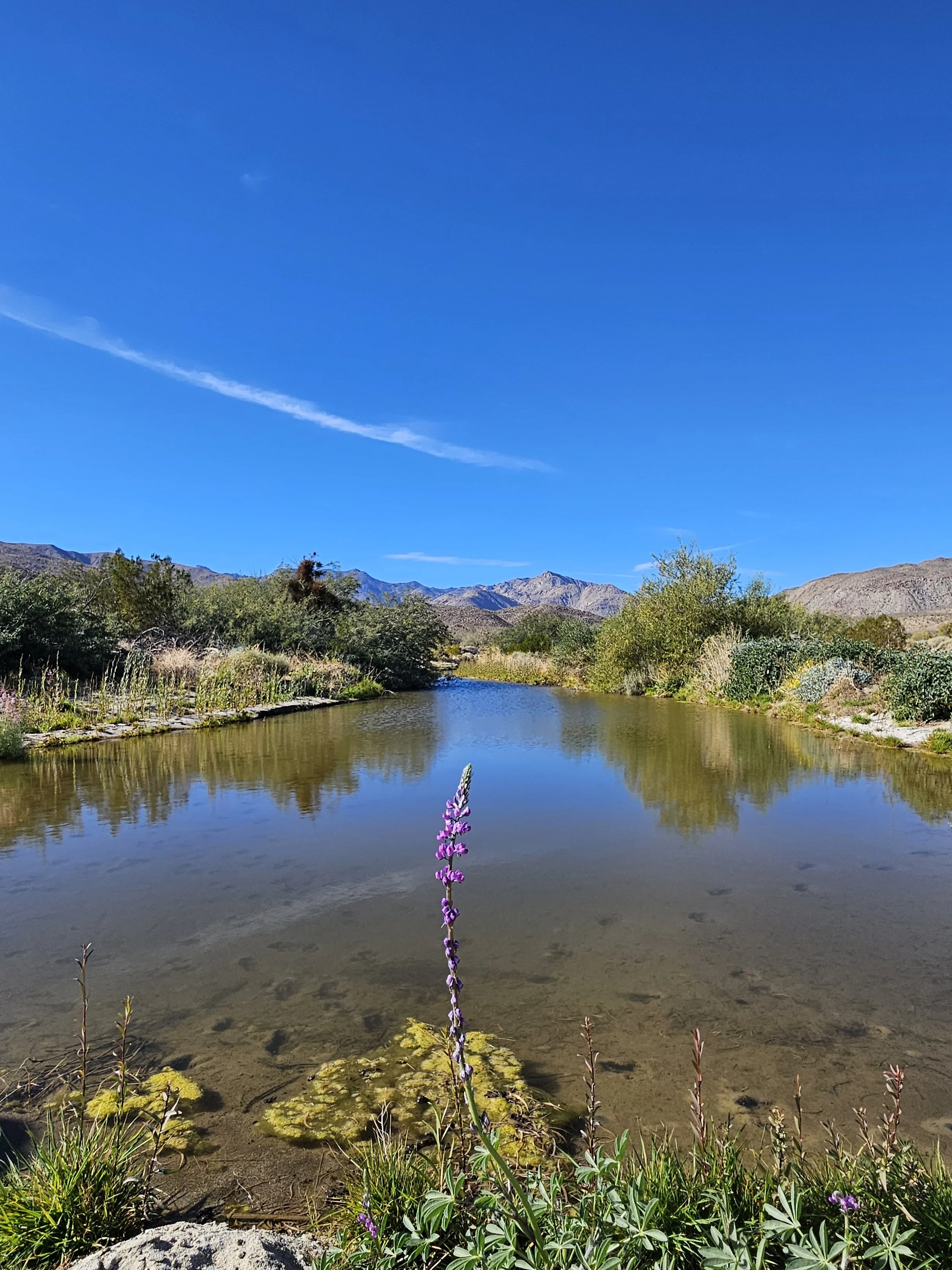 pond.jpg