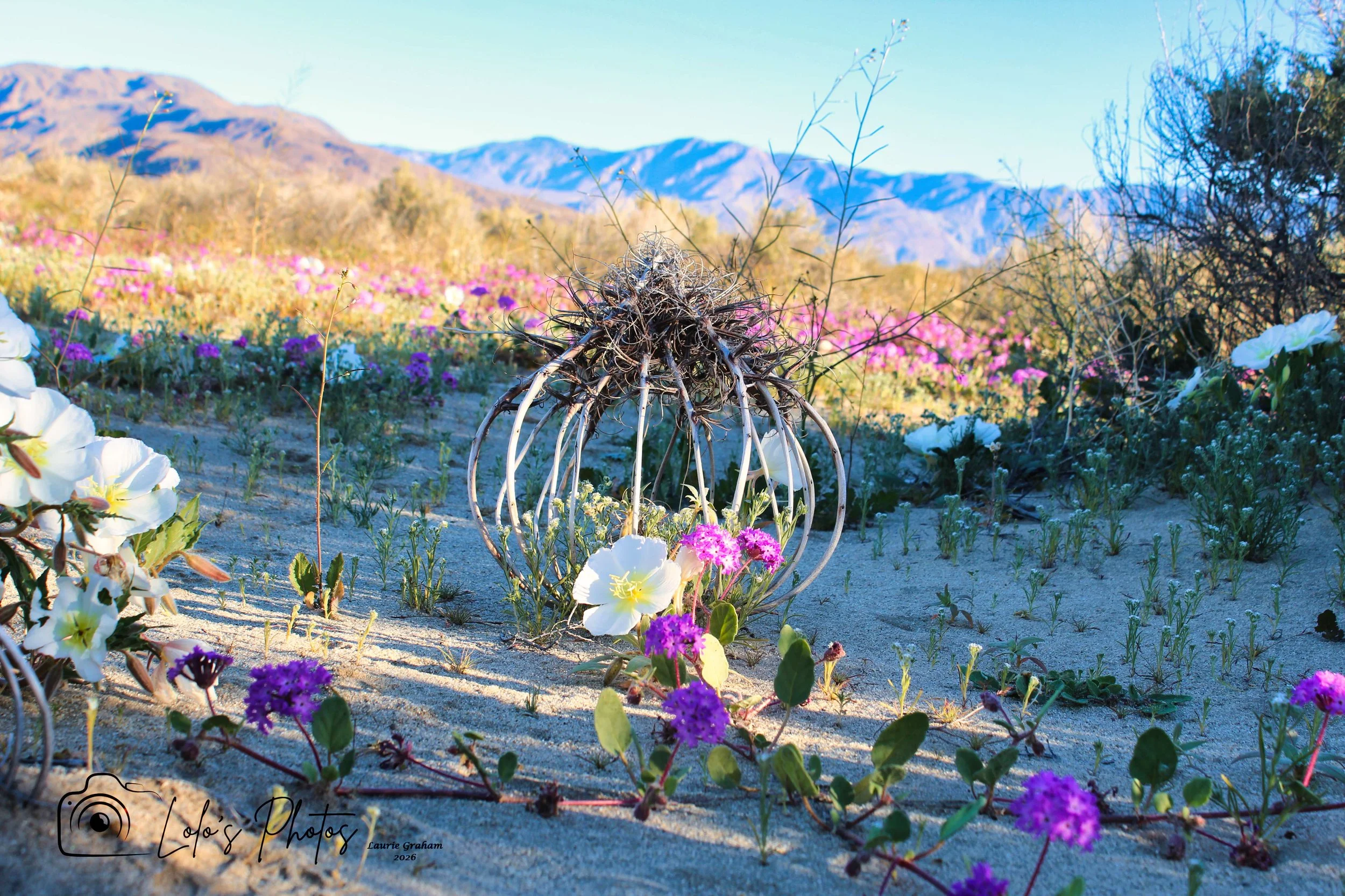 Borrego Springs 2026 Bird Cage.jpg