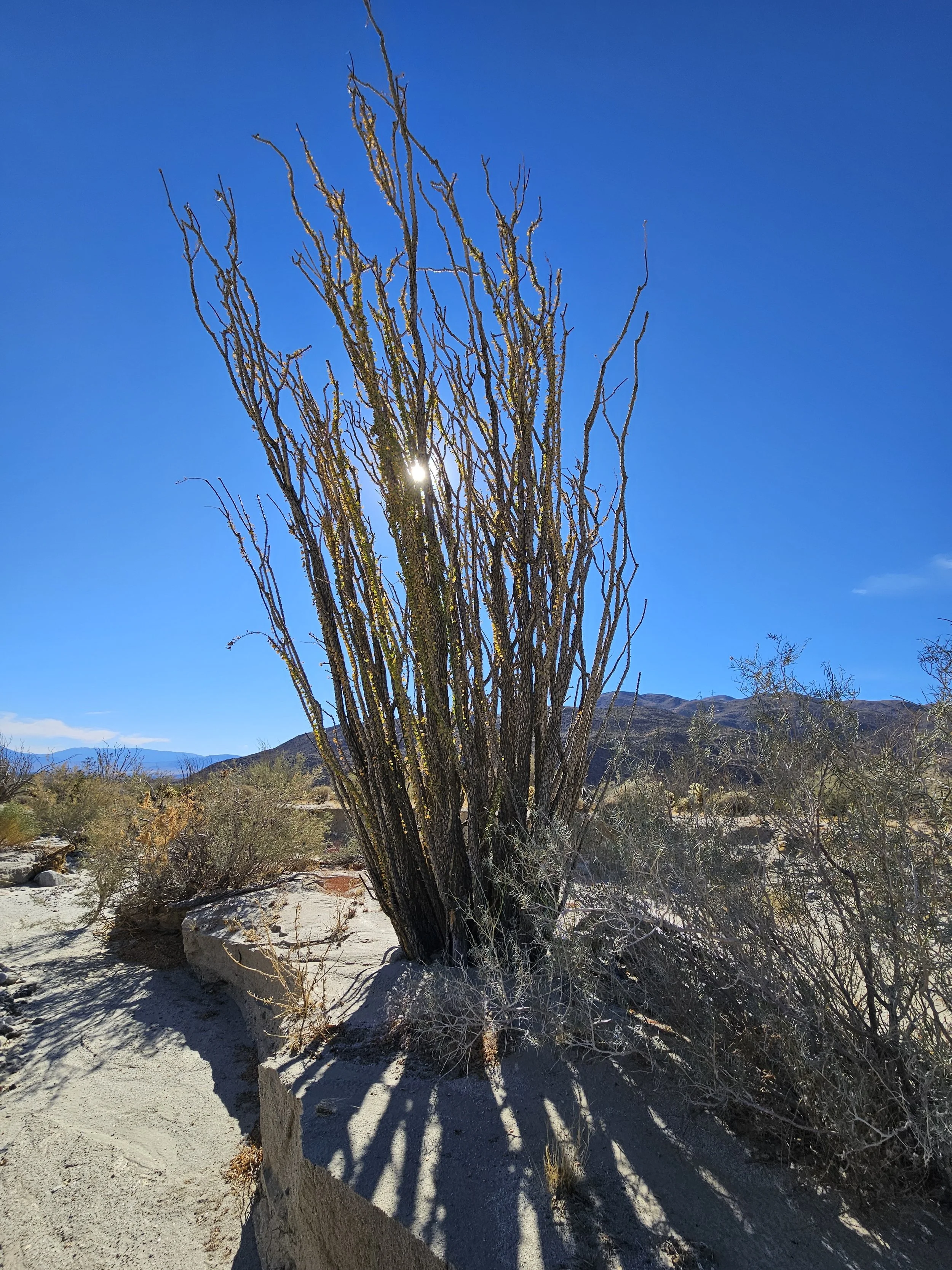 Ocotillo.jpg