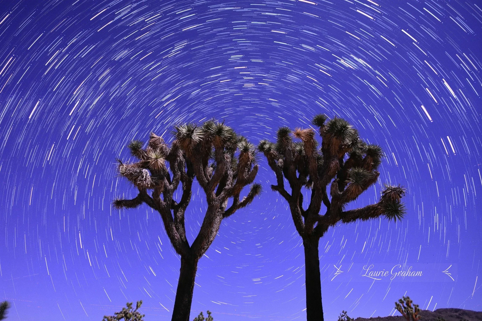 Twin Joshua star trails.jpg