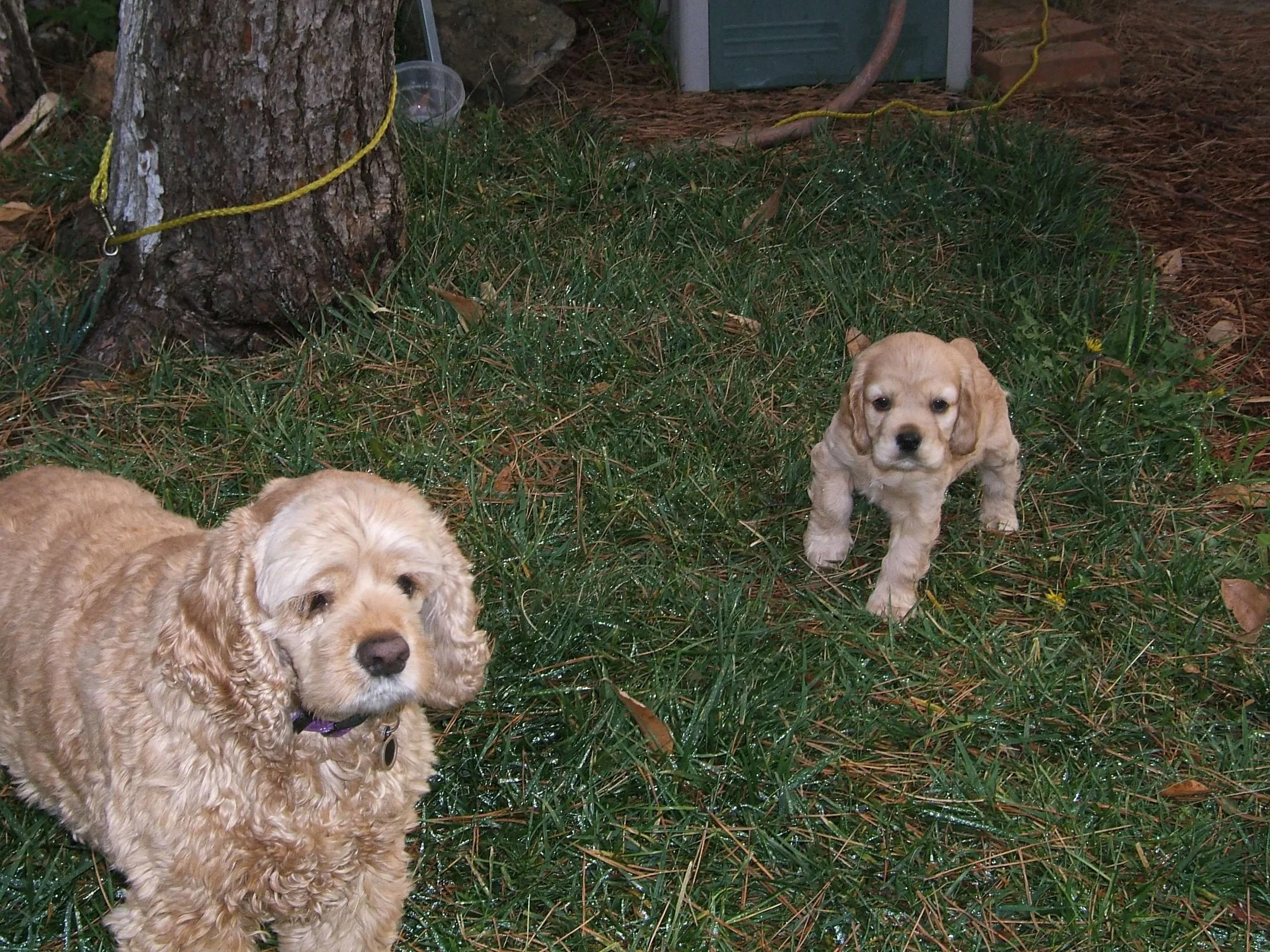 Puppy Play 003.jpg