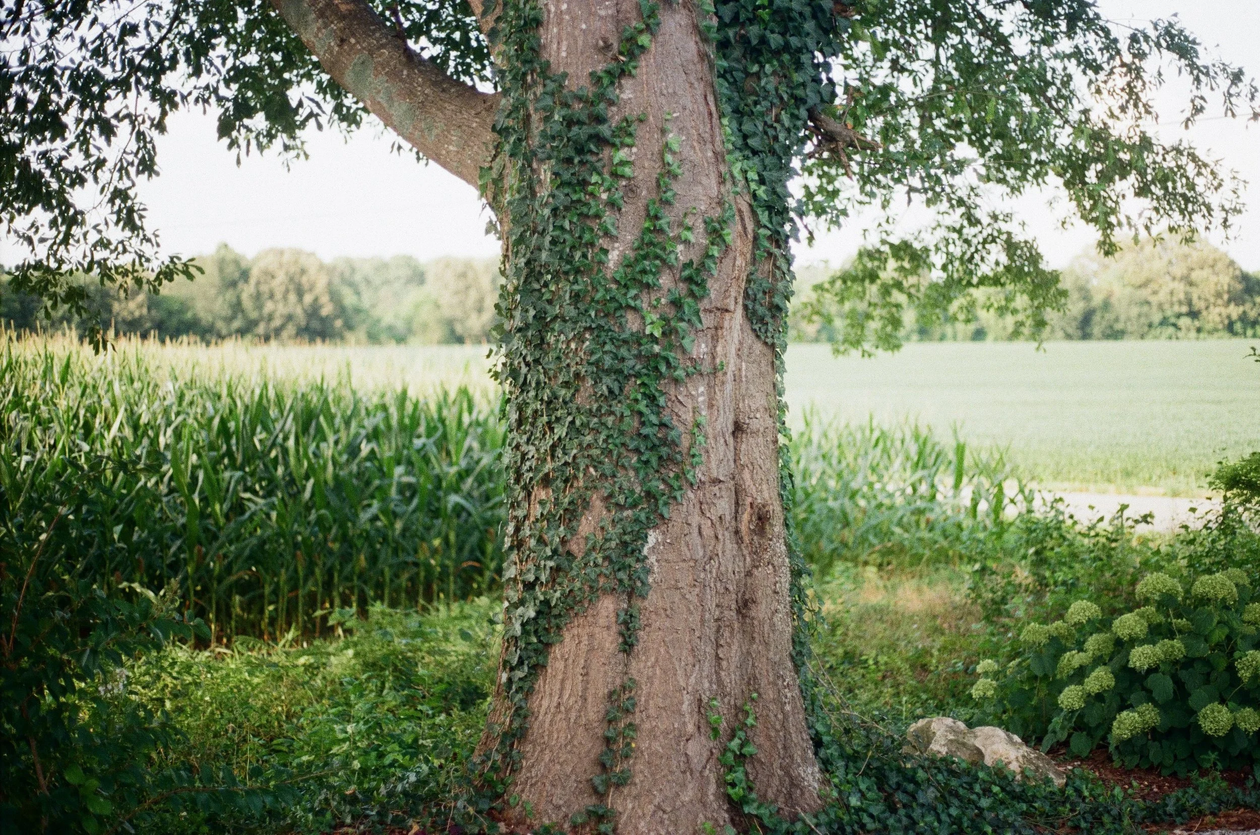 Ivy can be a pest or have you considered ways of working with ivy to beautifully accentuate your home exterior, fences, gates, arches, etc.? We work with native species only to keep it environmentally friendly.