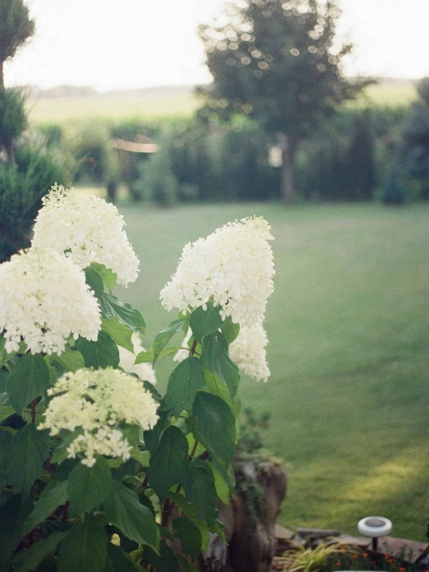 From beautifully integrating solar powered technology to brighten up your yard to our phantom hydrangea, we offer a range of services!