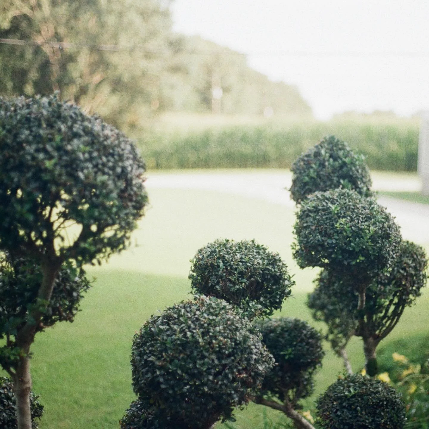Shape up the shrubs this summer